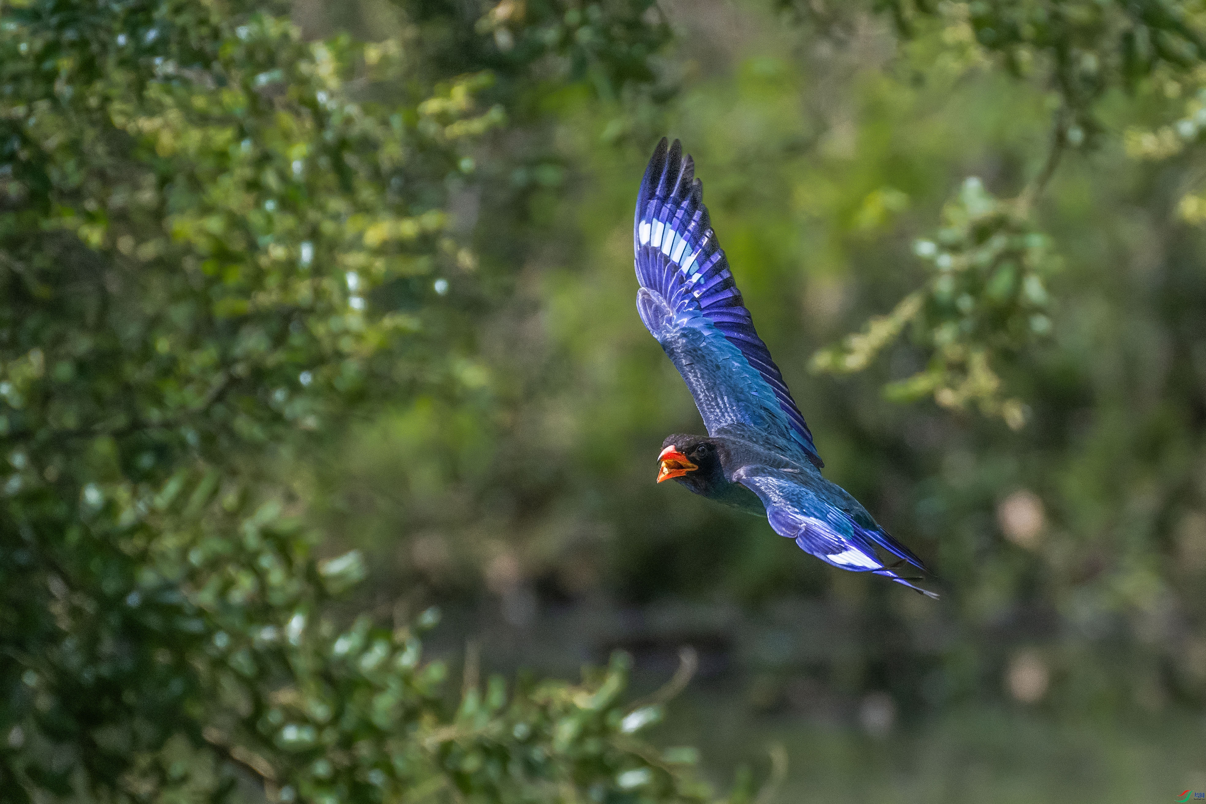 DSC_3617-1a.jpg