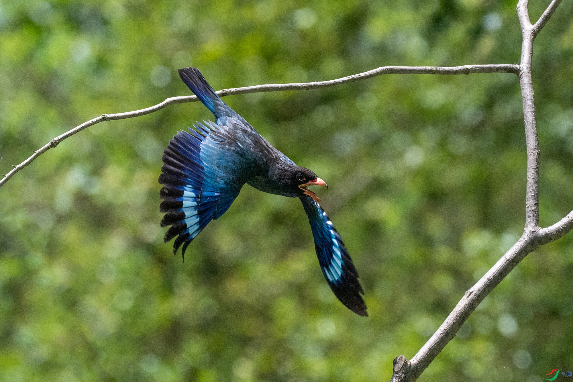DSC_4082-1a.jpg