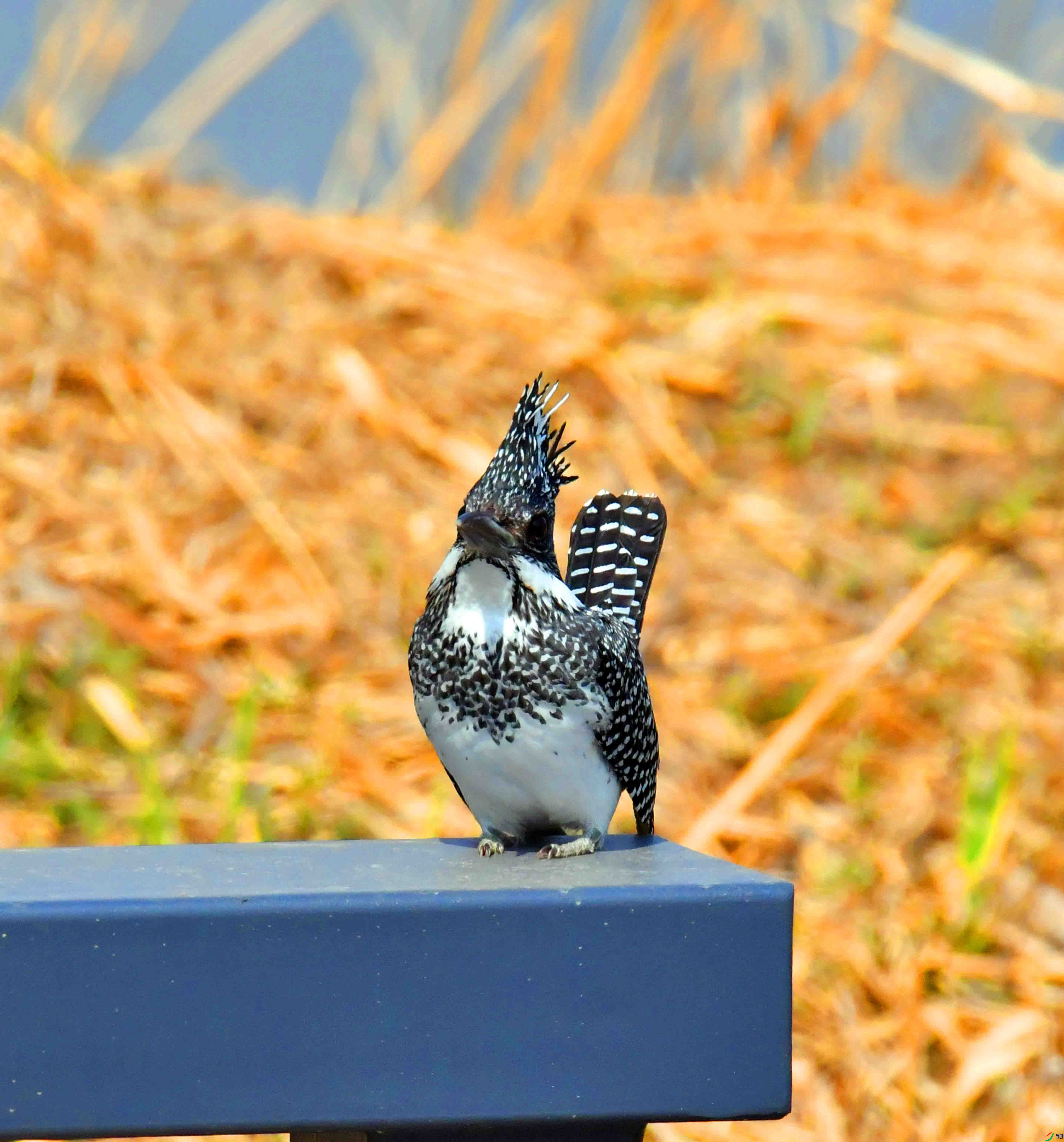 DSC_9536.JPG