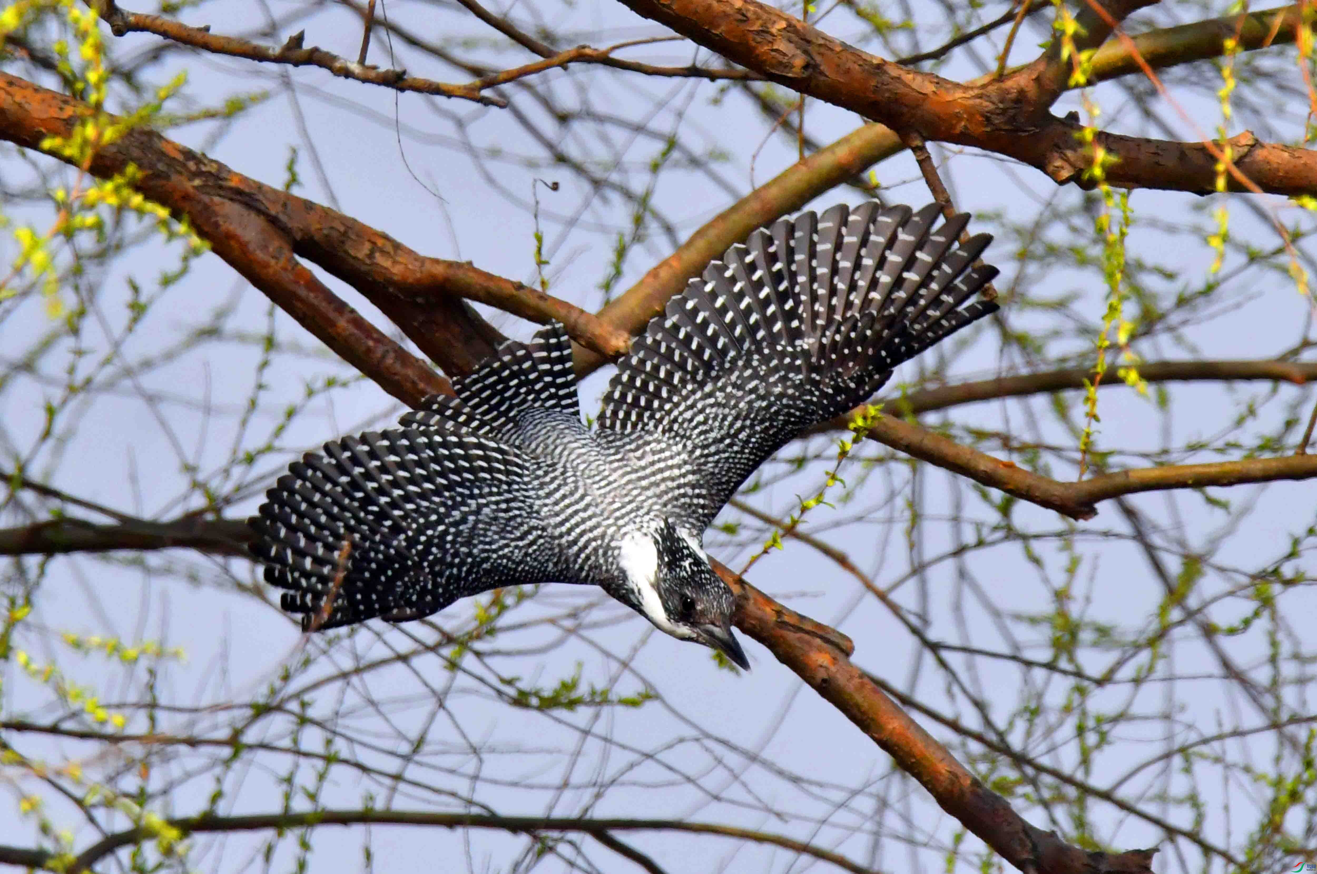 DSC_9527.JPG