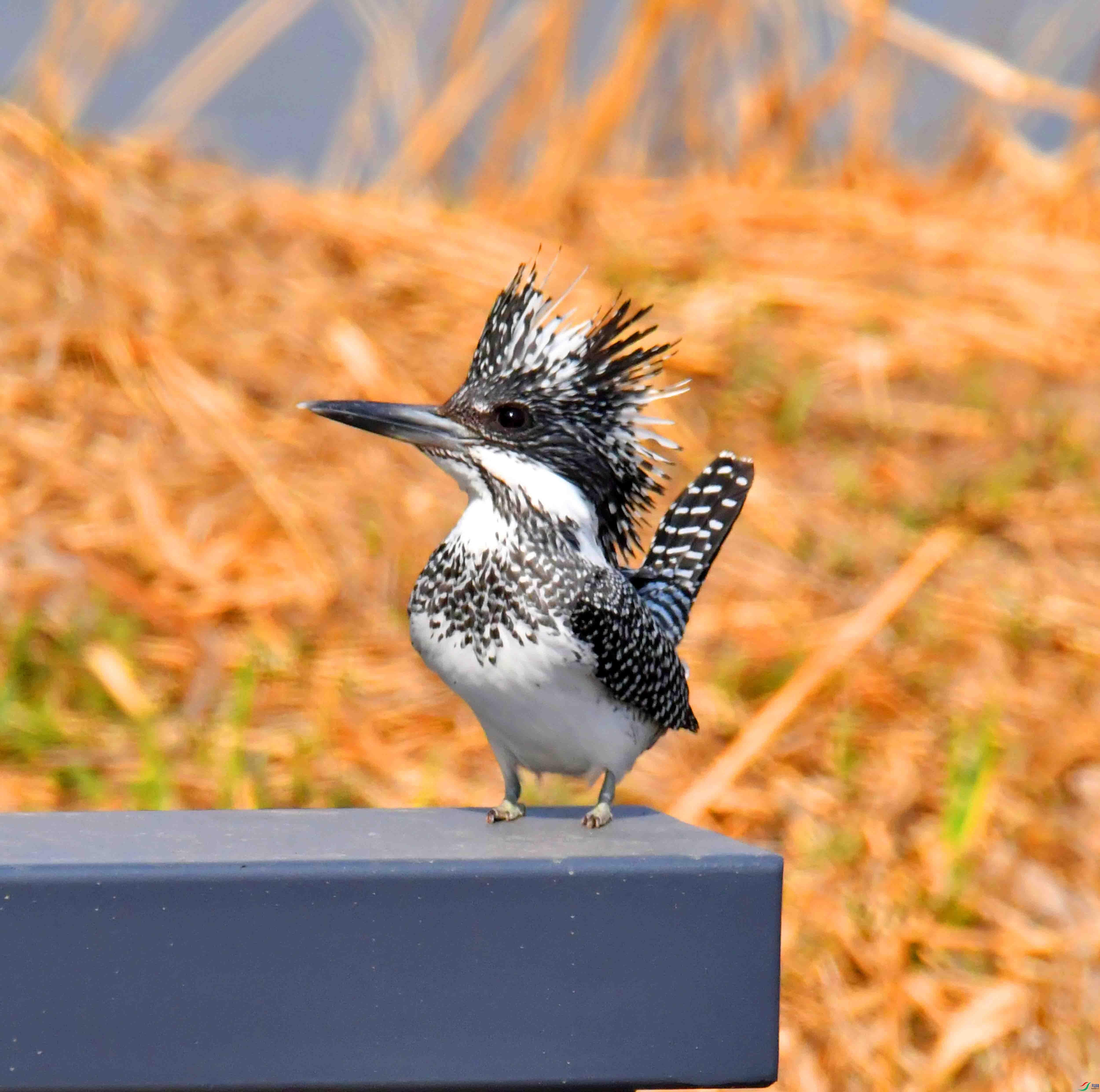 DSC_9530.JPG