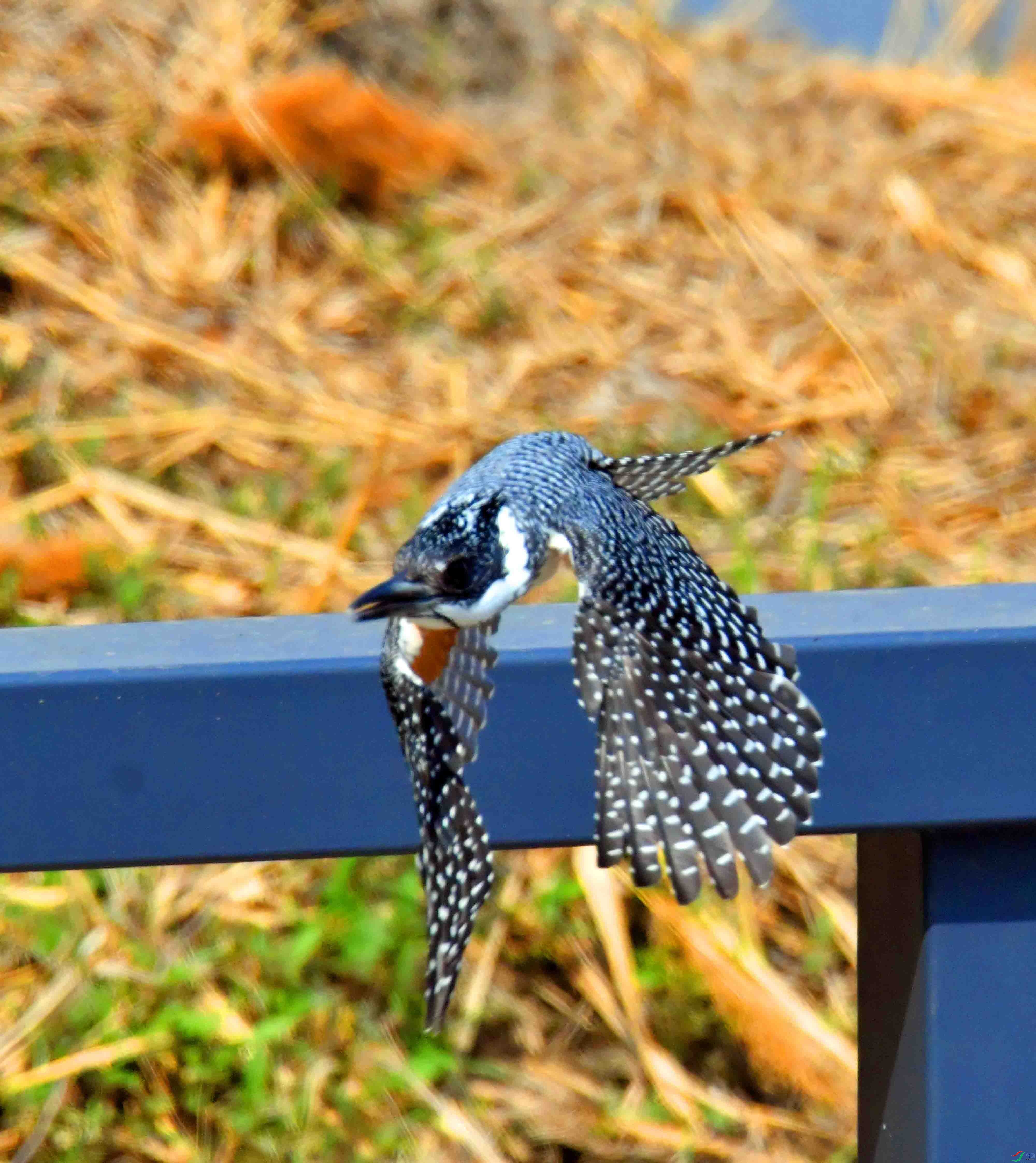 DSC_9542.JPG