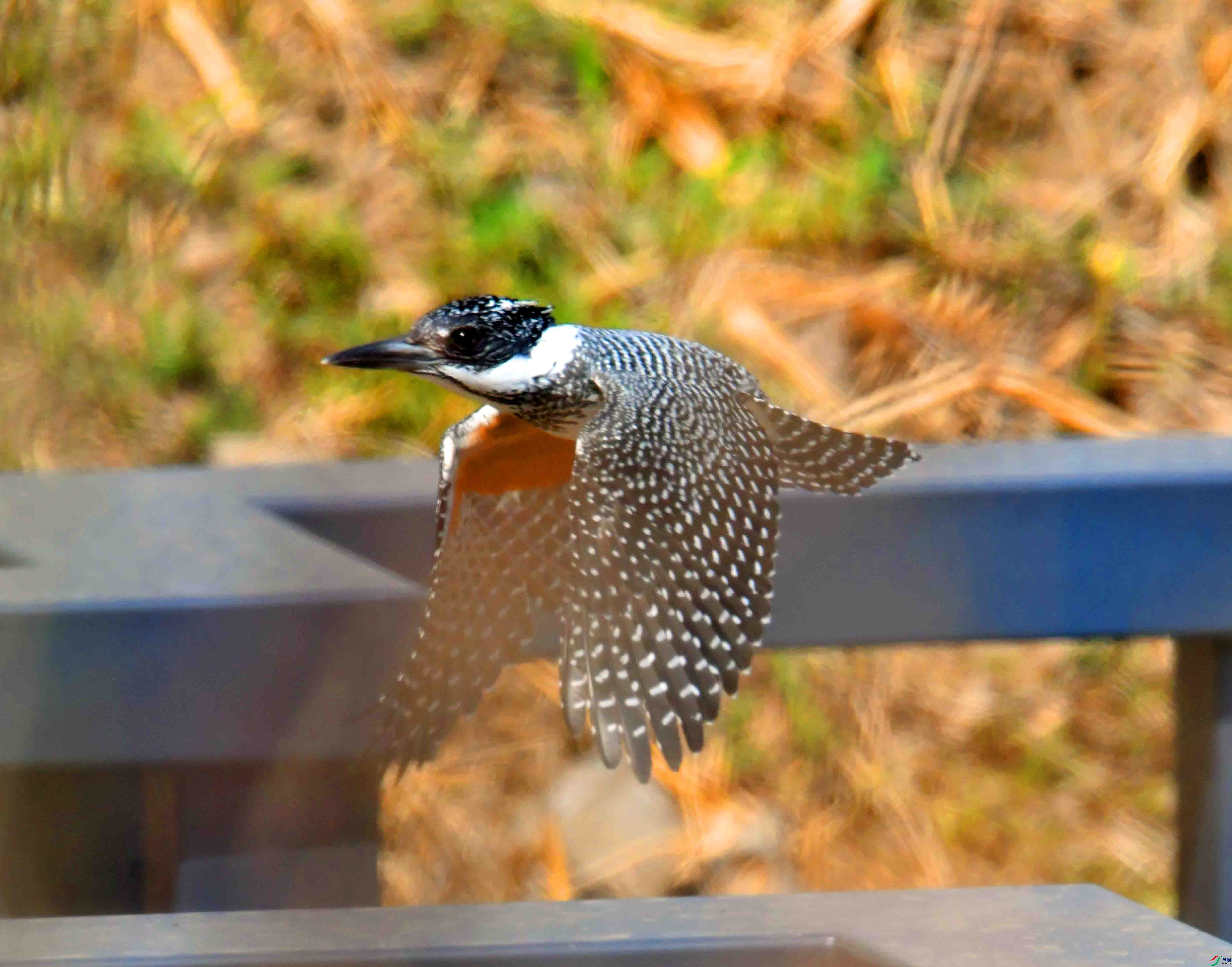 DSC_9543.JPG