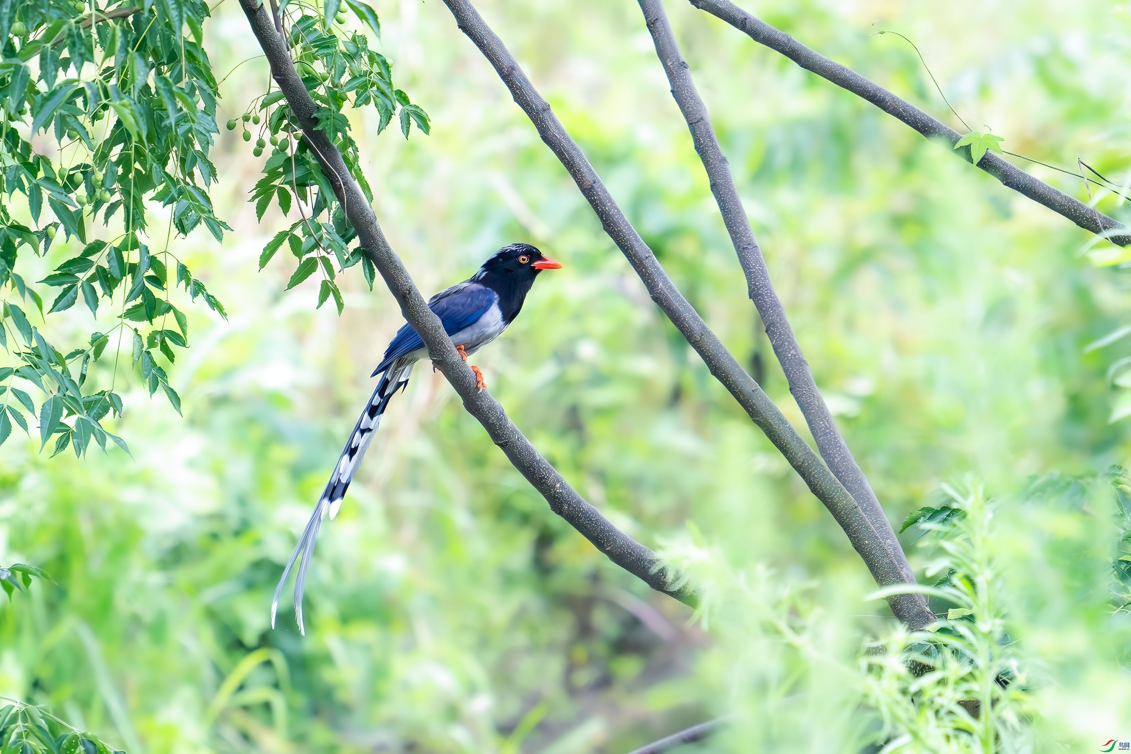 _DSC5385.jpg