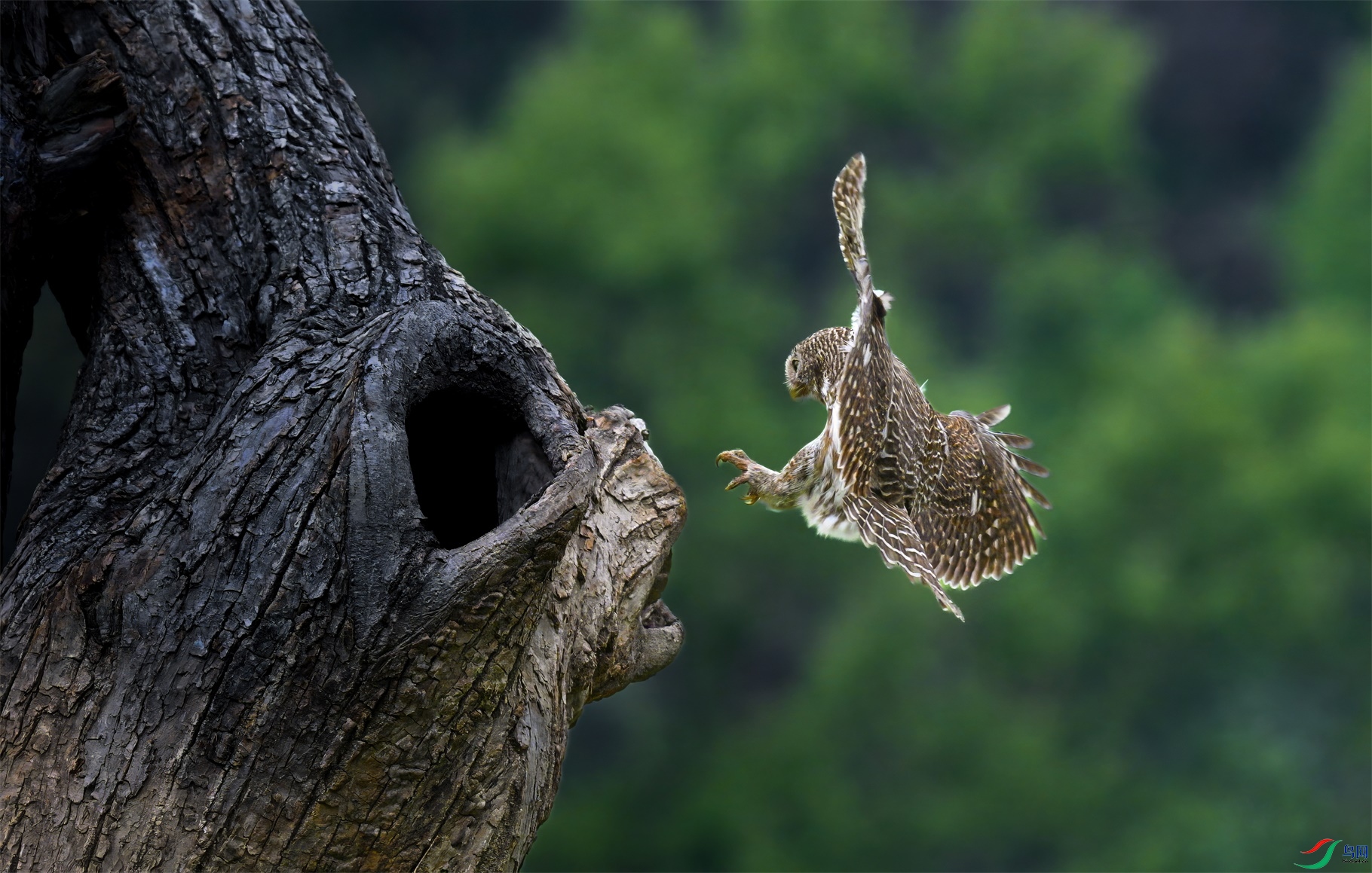 �鳲