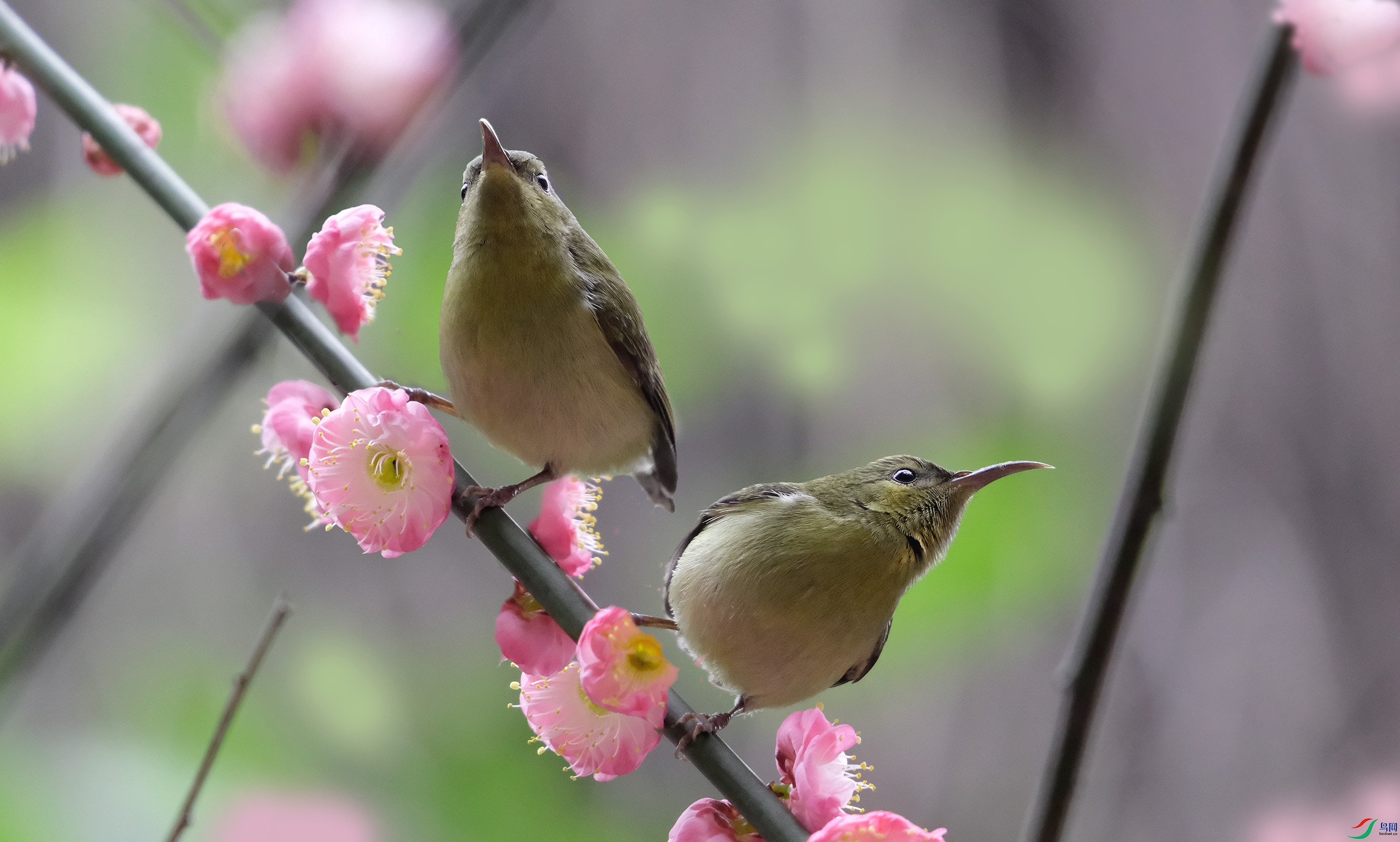 DSCF2717����.jpg