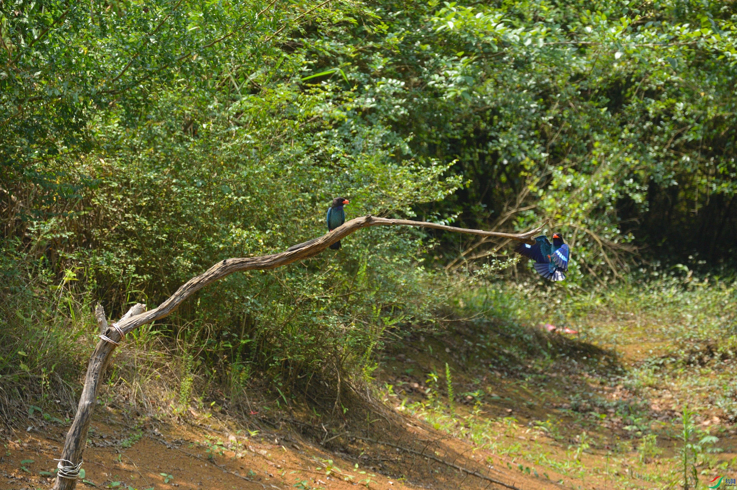 DSC_8736_����.jpg