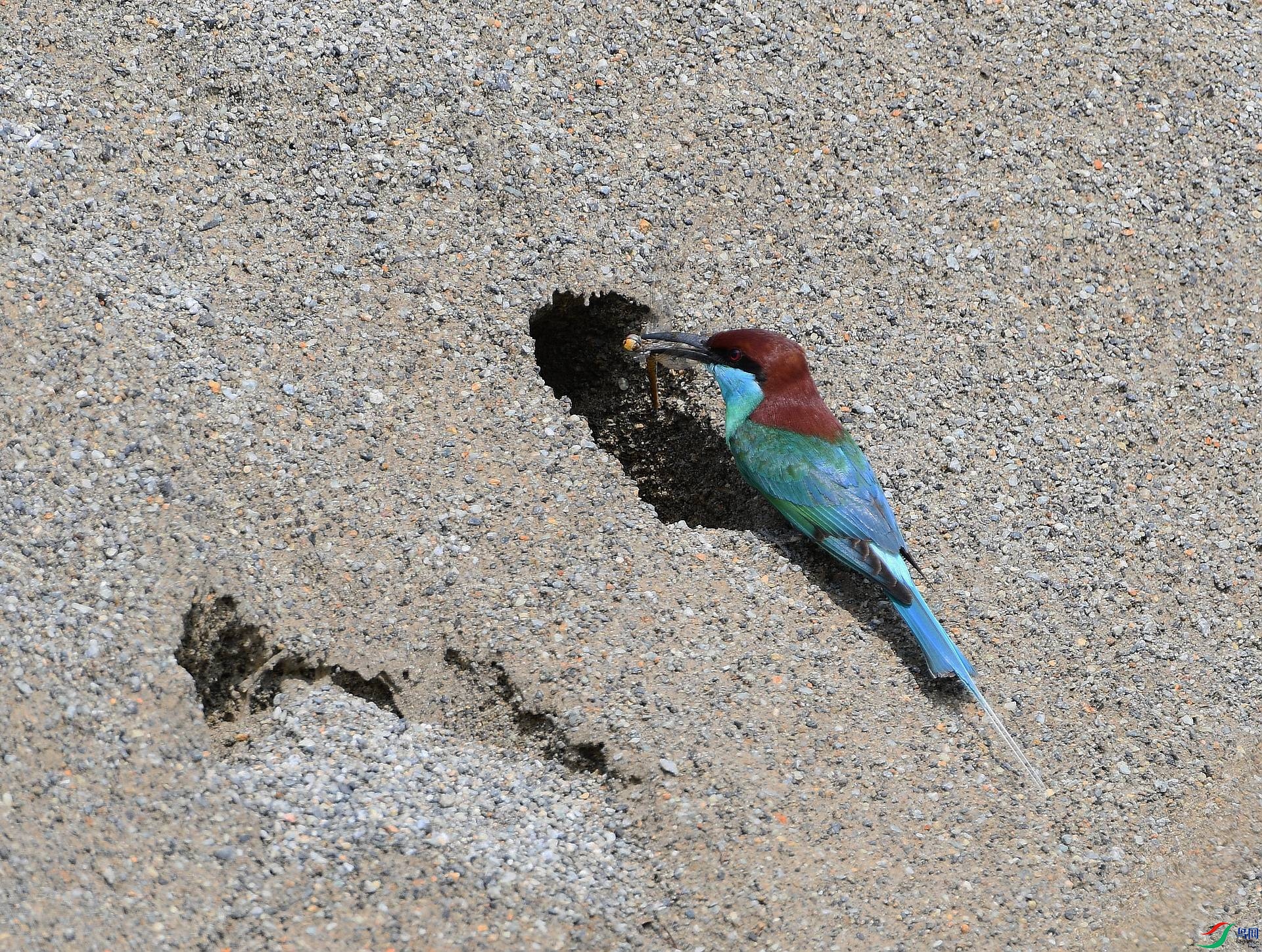 DSC_2101.jpg