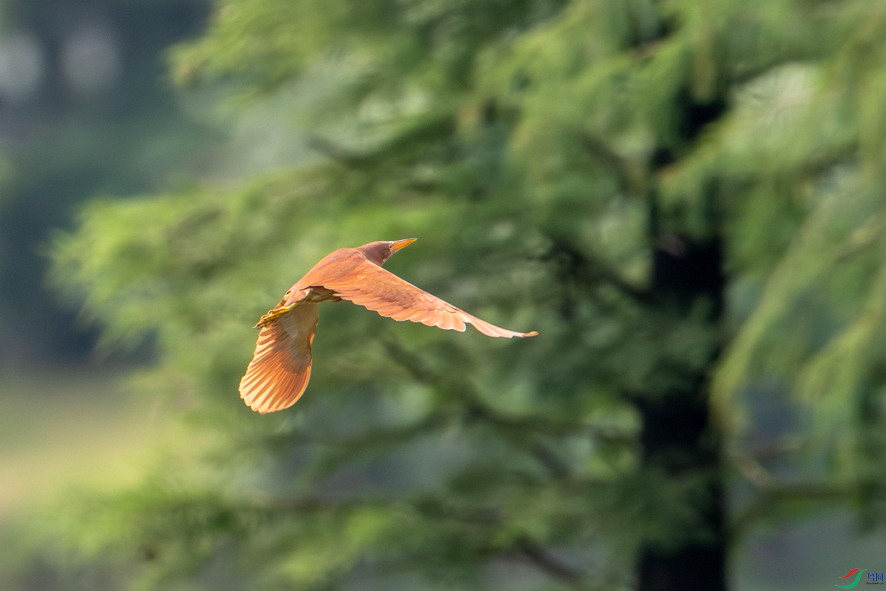 DSC_1485_����.jpg