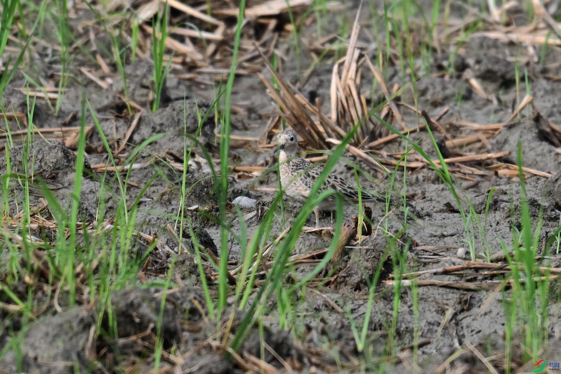 DSC_4593.JPG