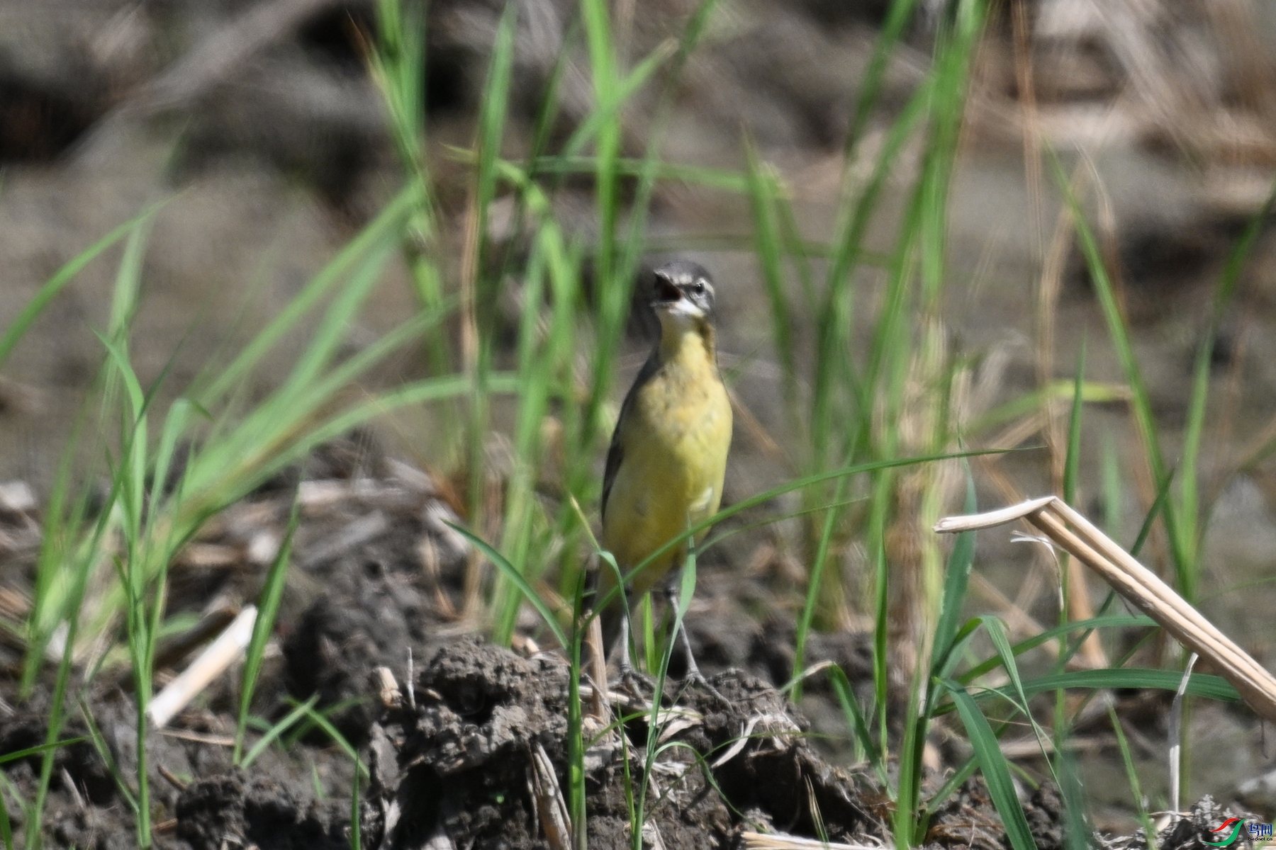 DSC_4613.JPG