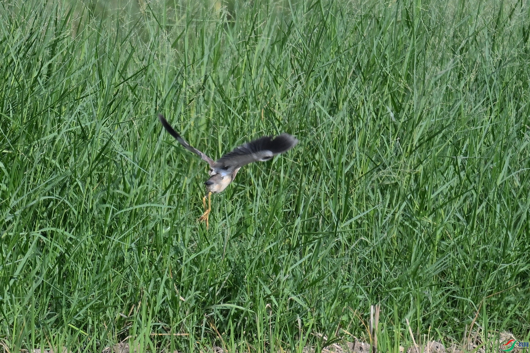 DSC_4601.JPG