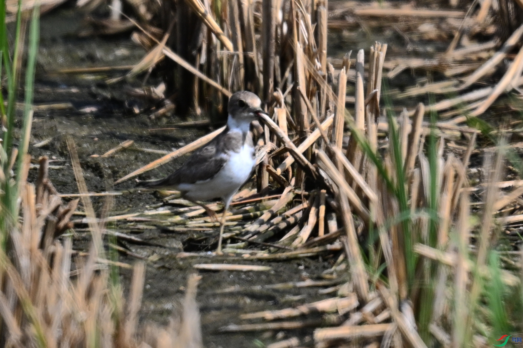 DSC_4602.JPG