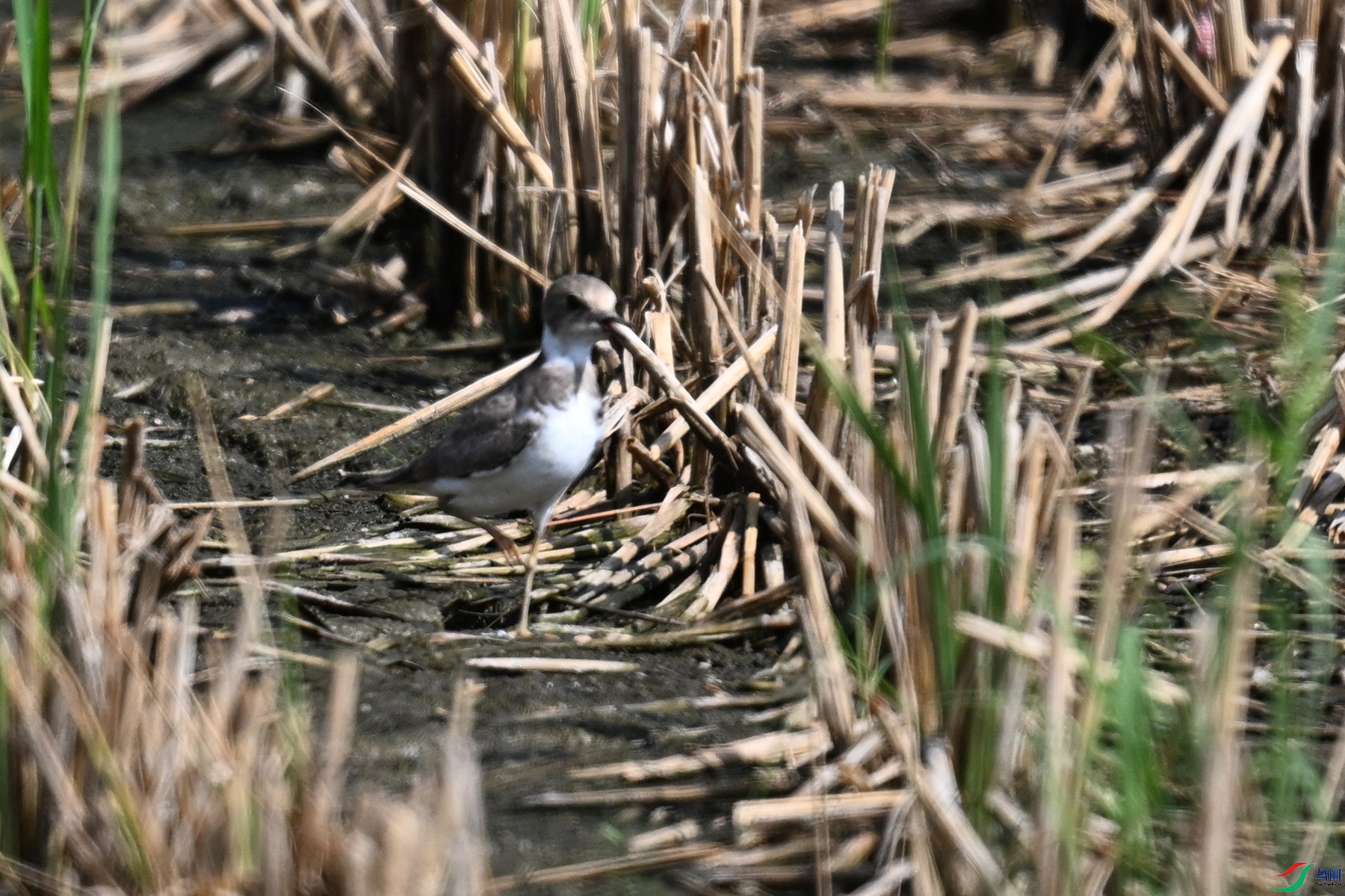 DSC_4603.JPG