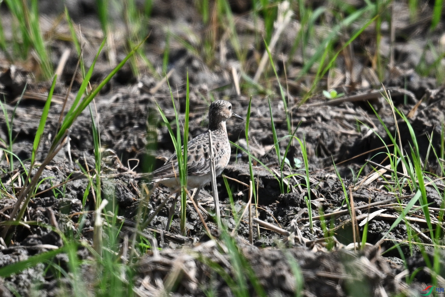DSC_4618.JPG