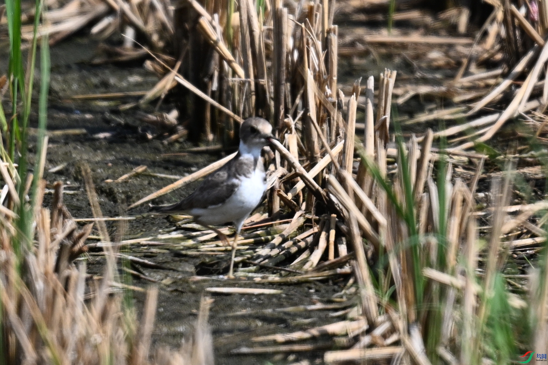 DSC_4604.JPG