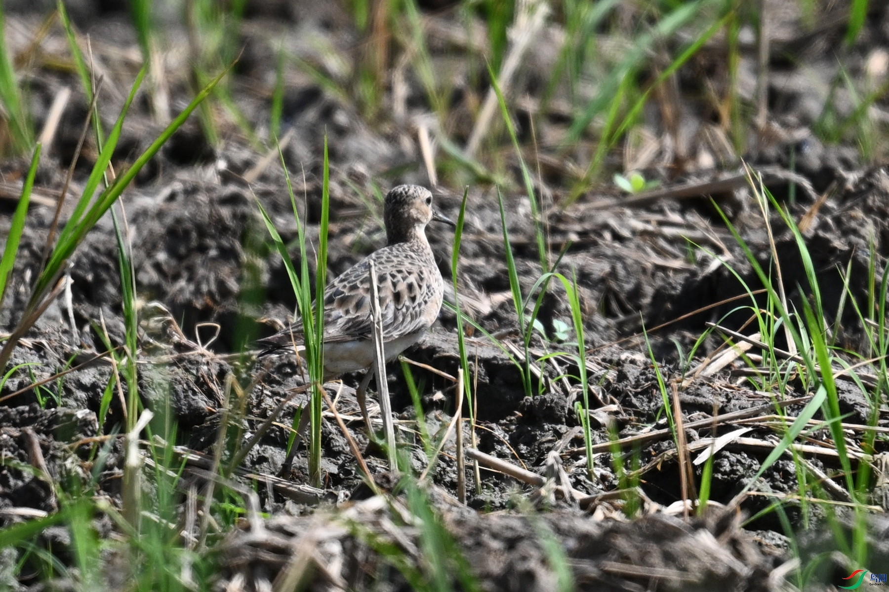 DSC_4621.JPG
