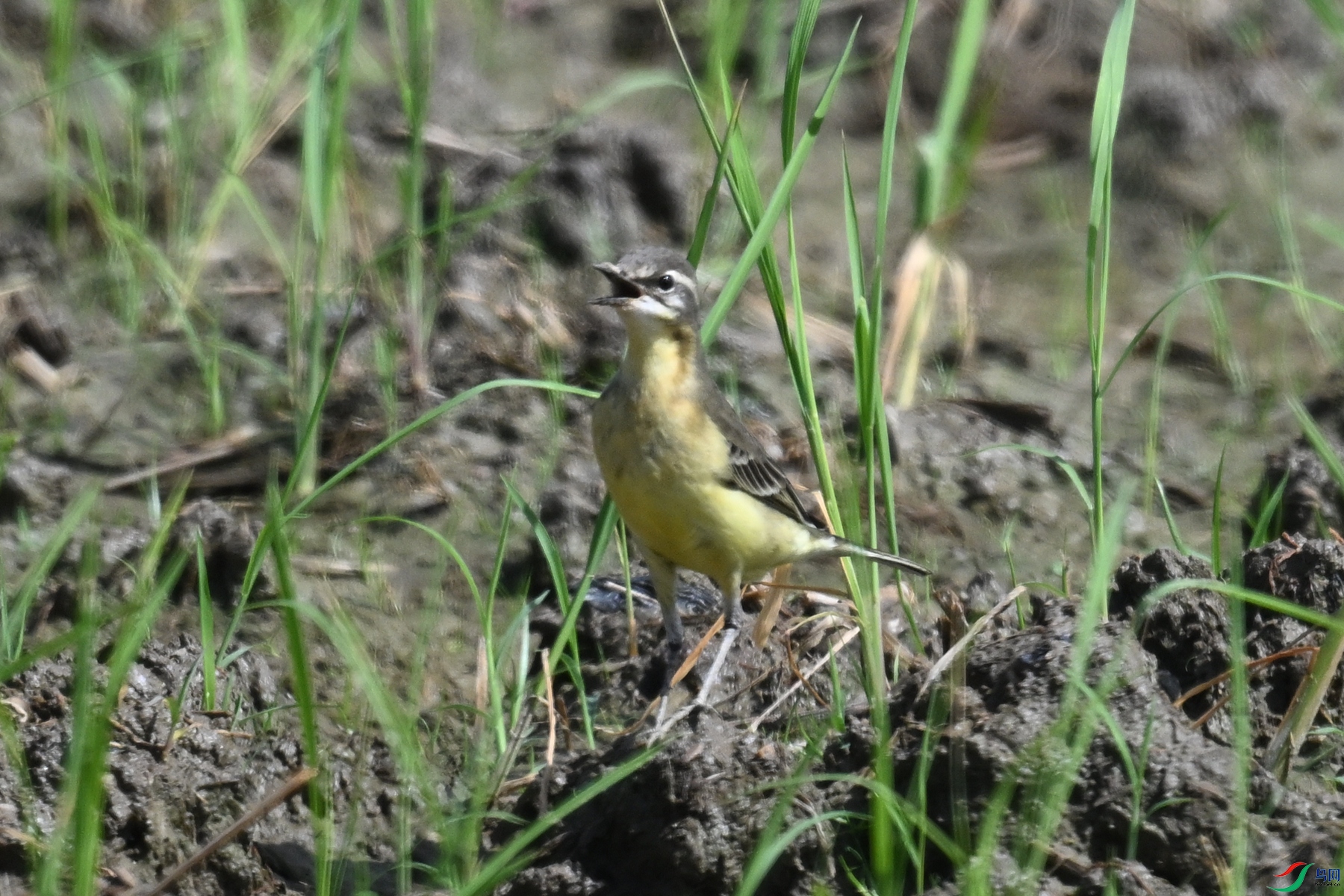 DSC_4606.JPG