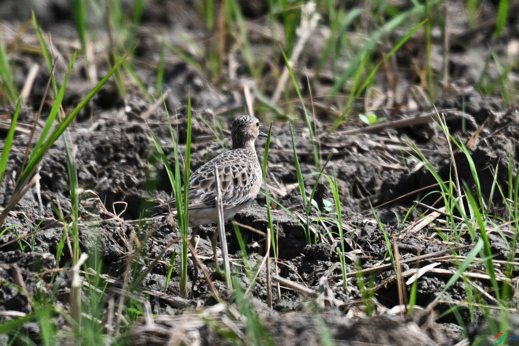 DSC_4623.JPG