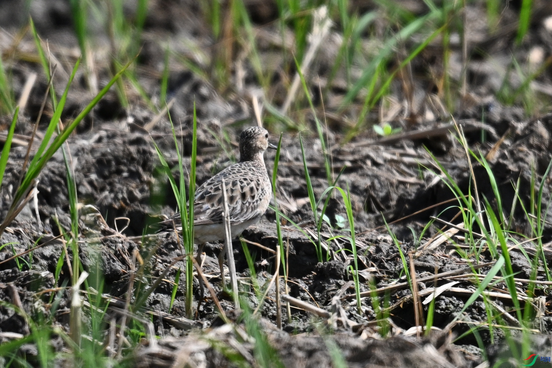DSC_4625.JPG