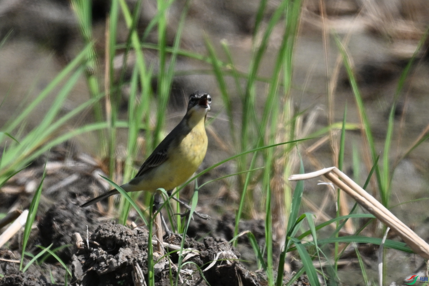 DSC_4608.JPG