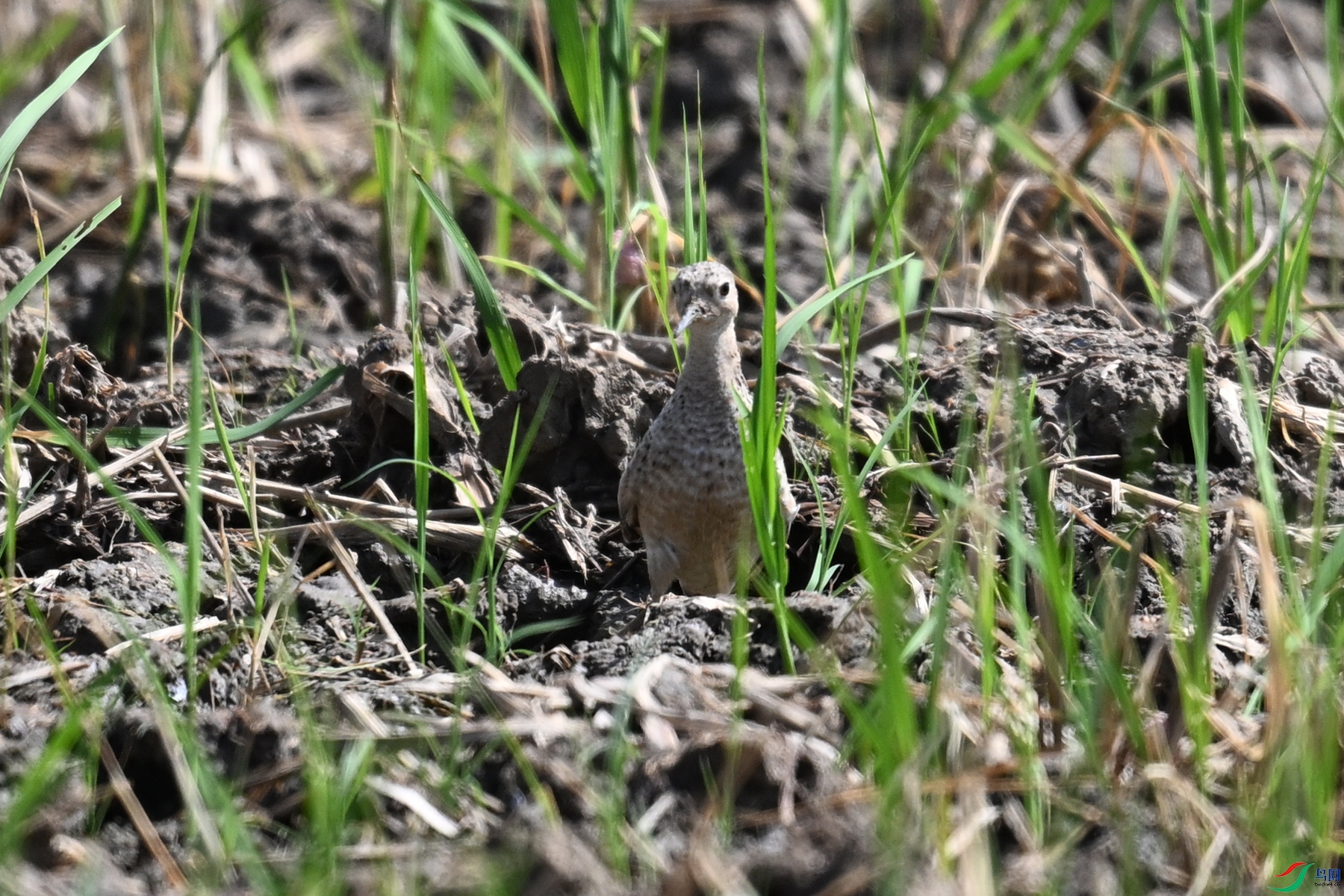 DSC_4627.JPG