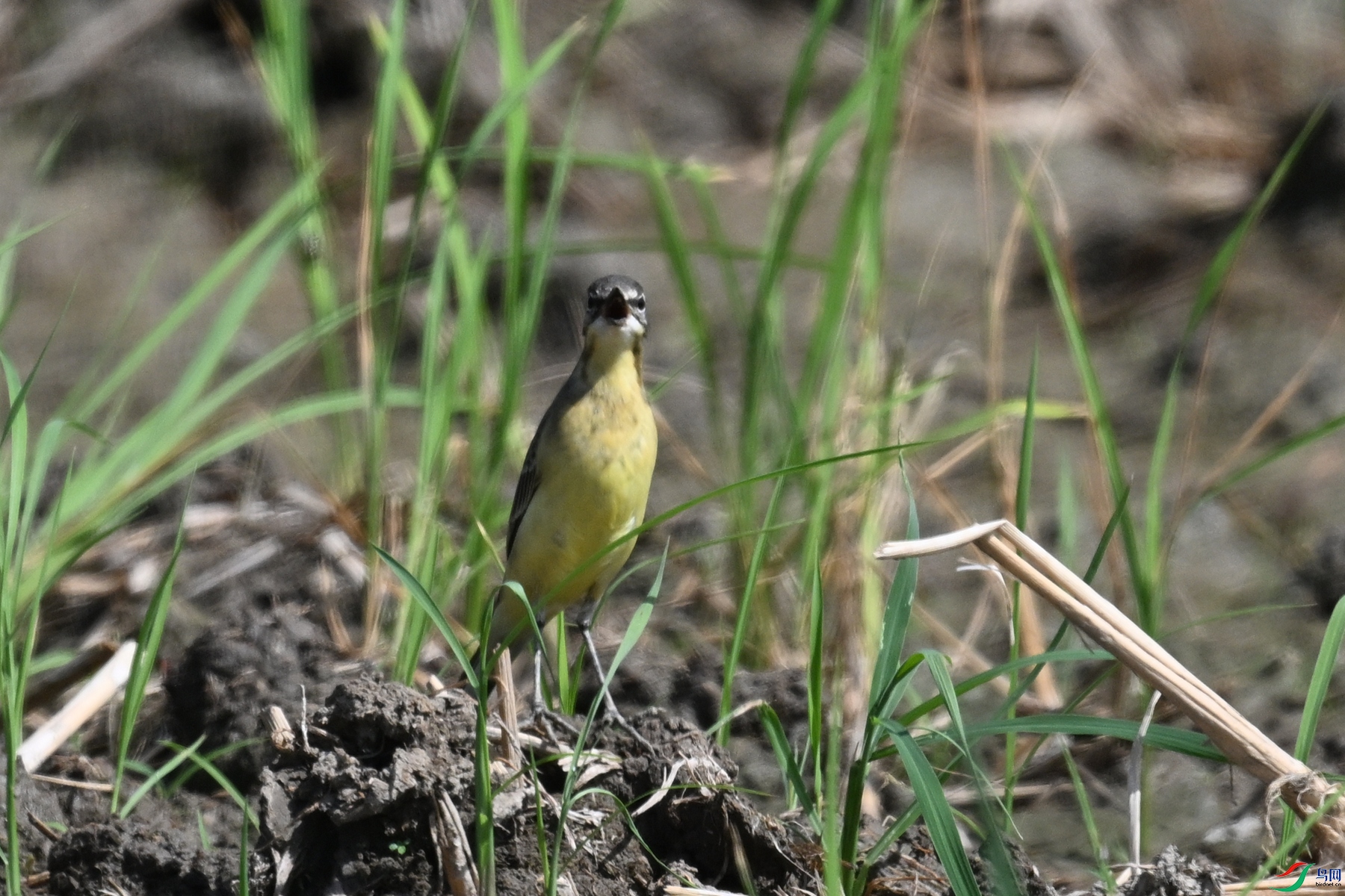 DSC_4610.JPG