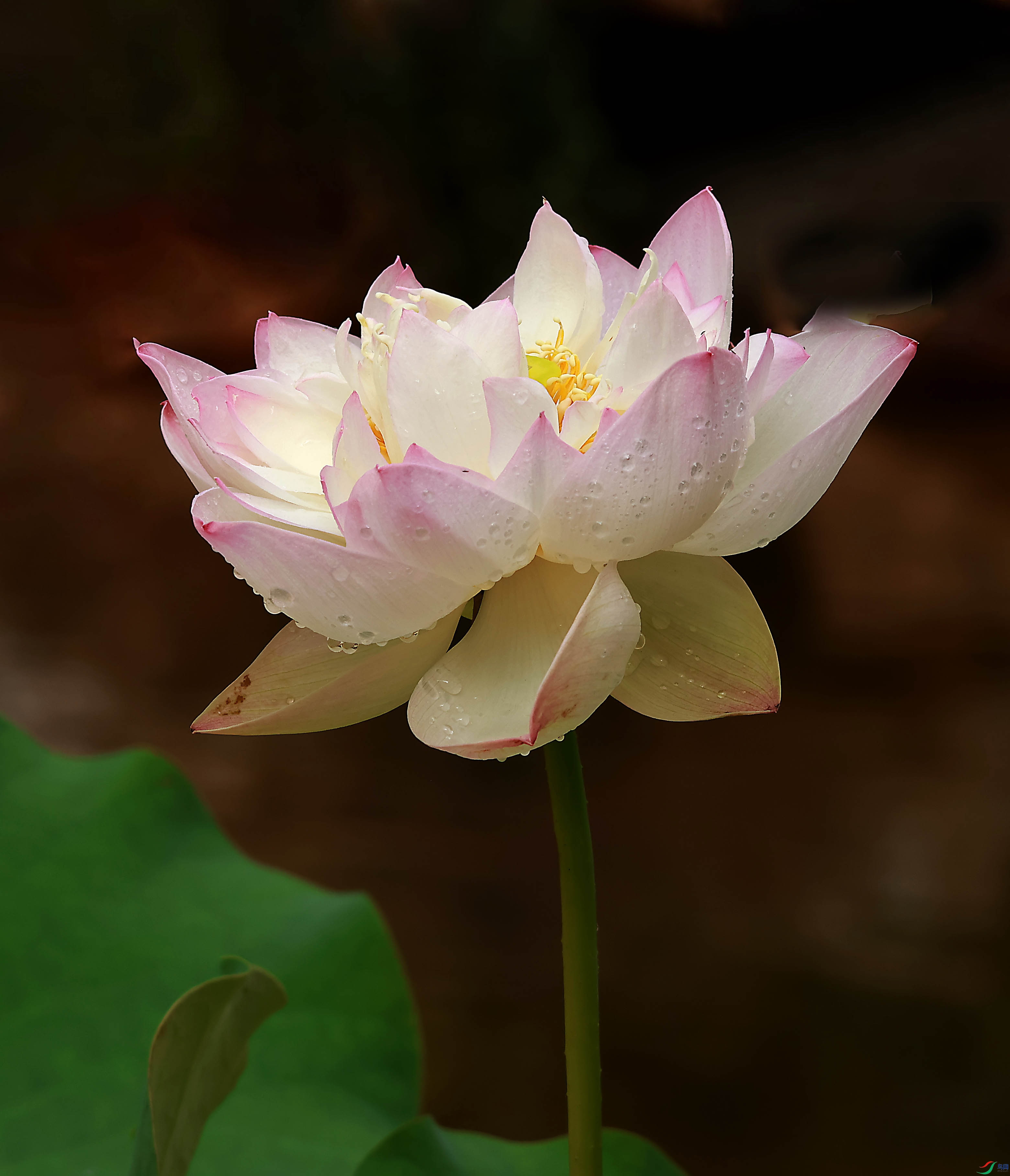 2G9A3265.JPG