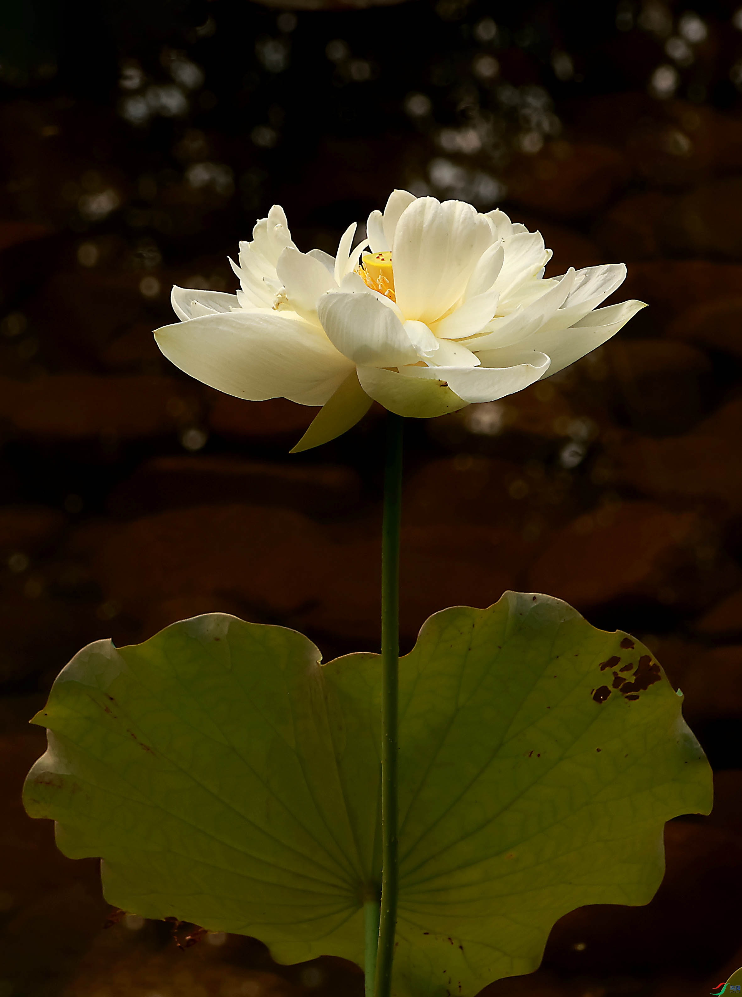 2G9A3294.JPG