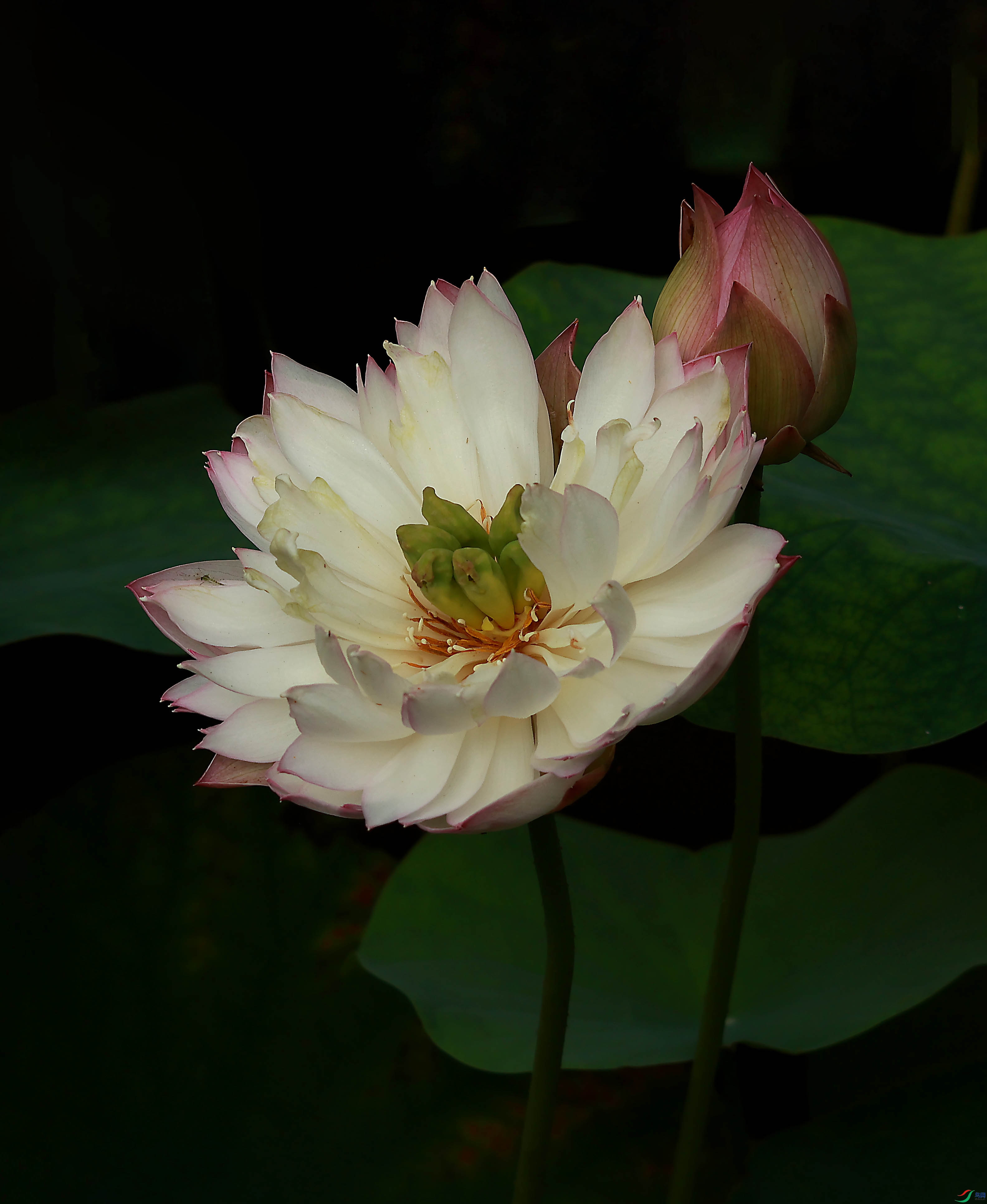 2G9A3251.JPG