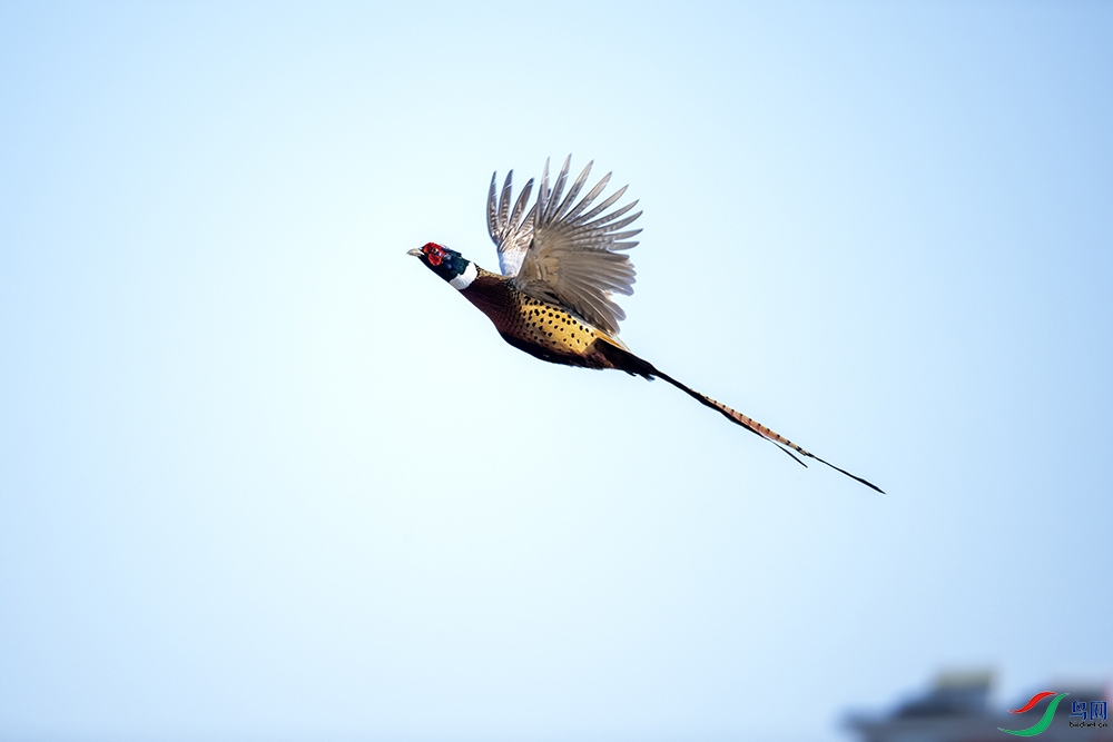 DSC_9155-5.jpg