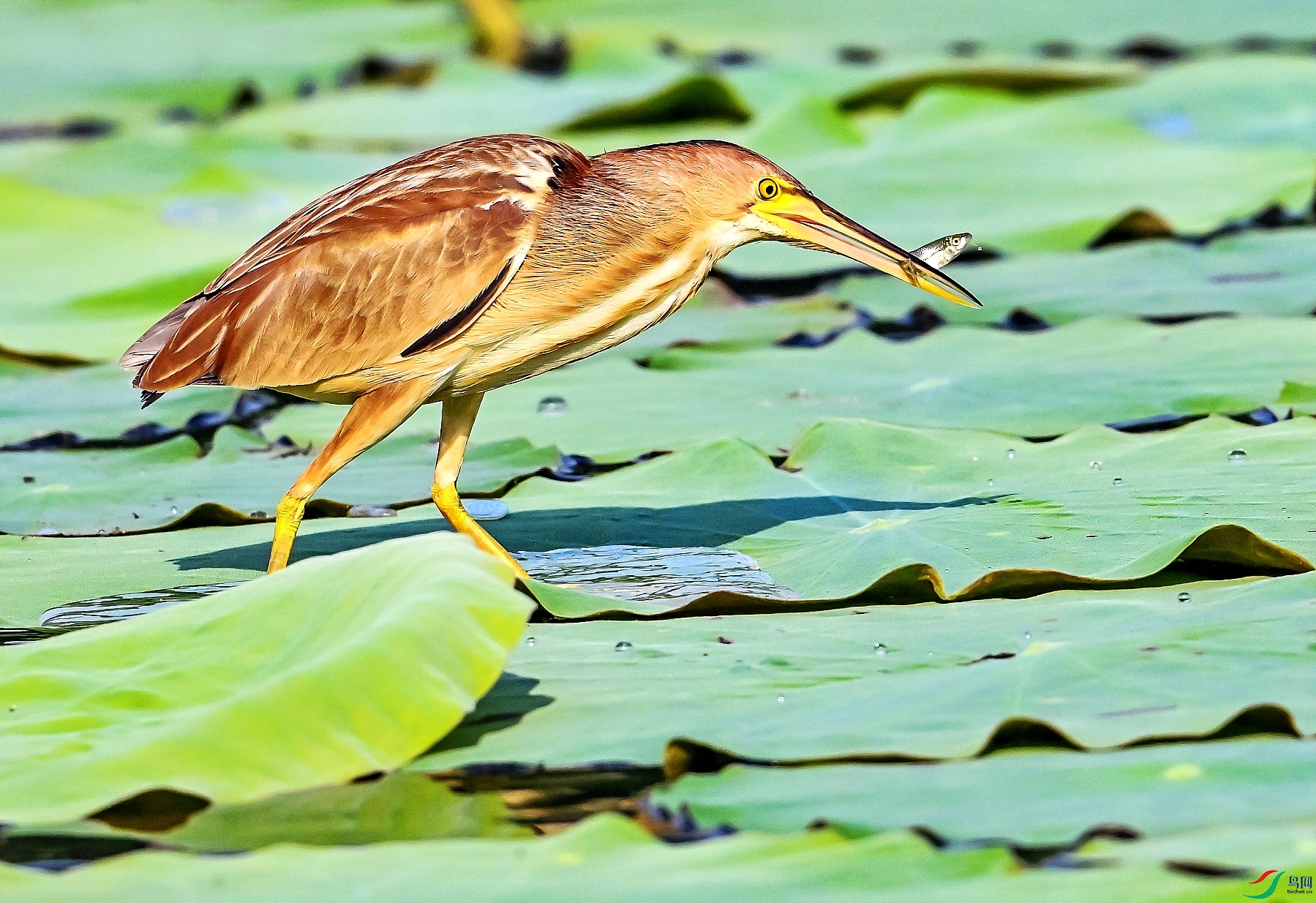 DSC_0385---_conew1.jpg