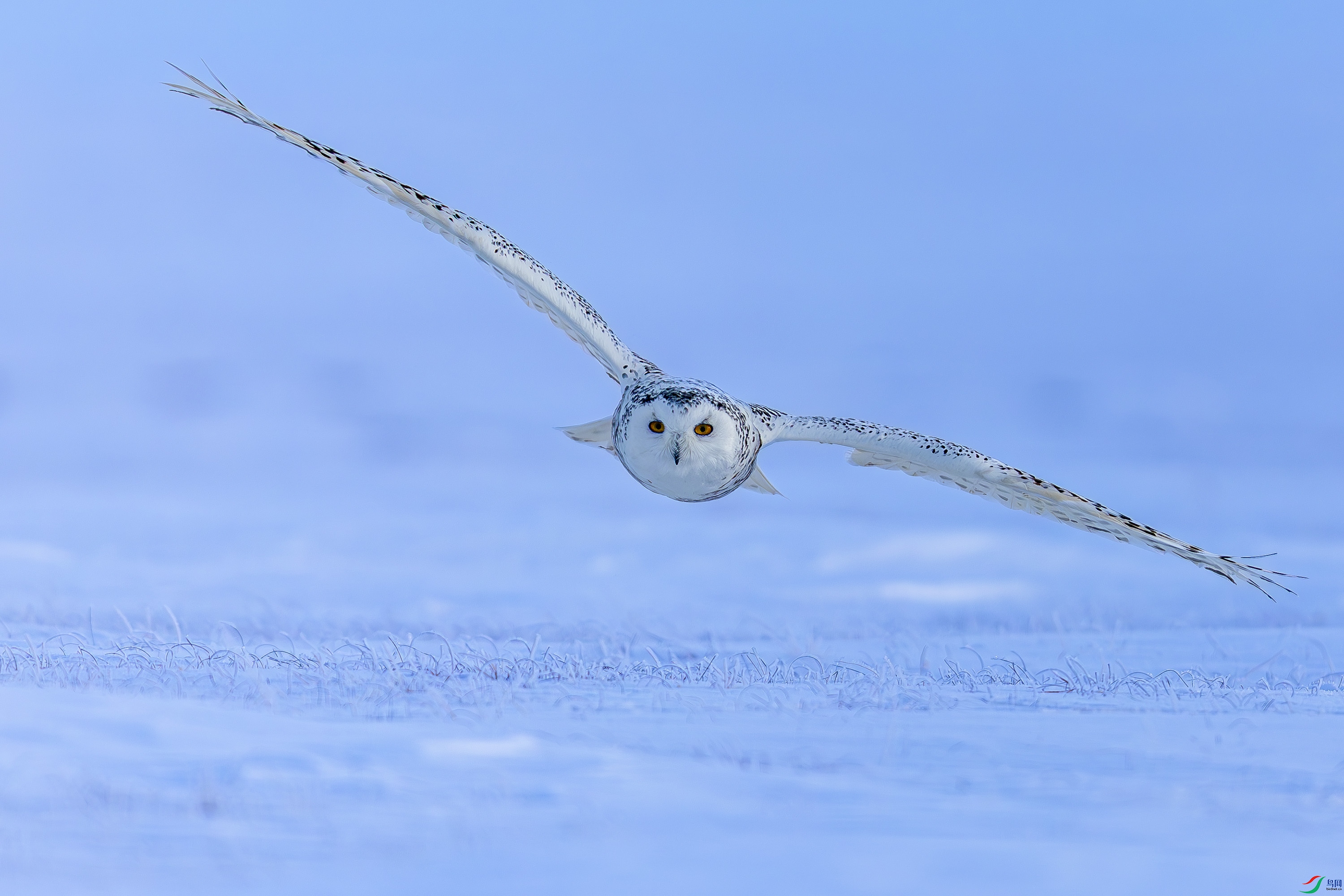 _72A2885-����ǿ-NR.JPG