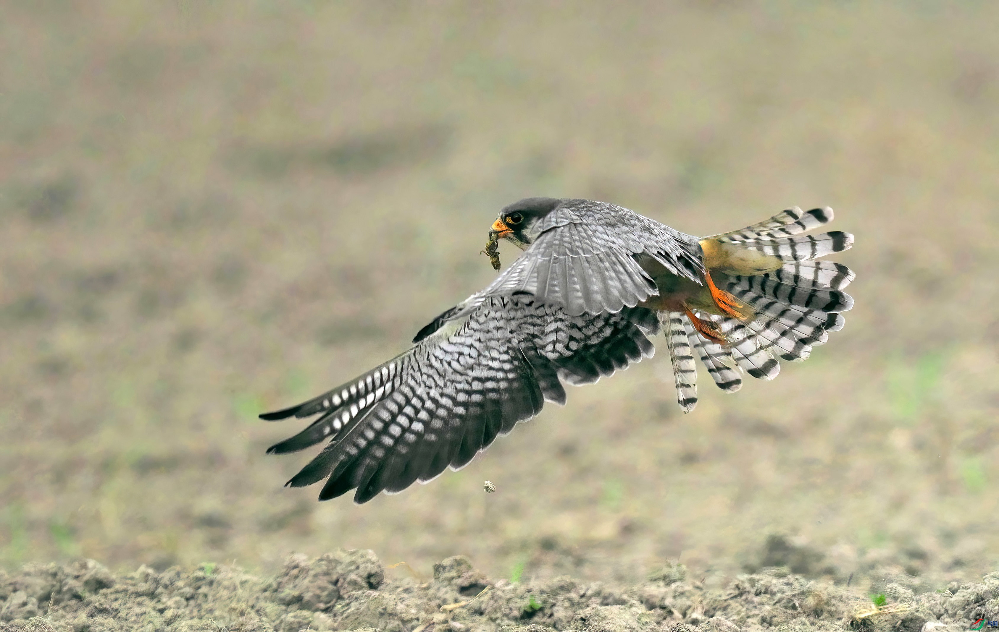 DSCF7195-Dsp.jpg
