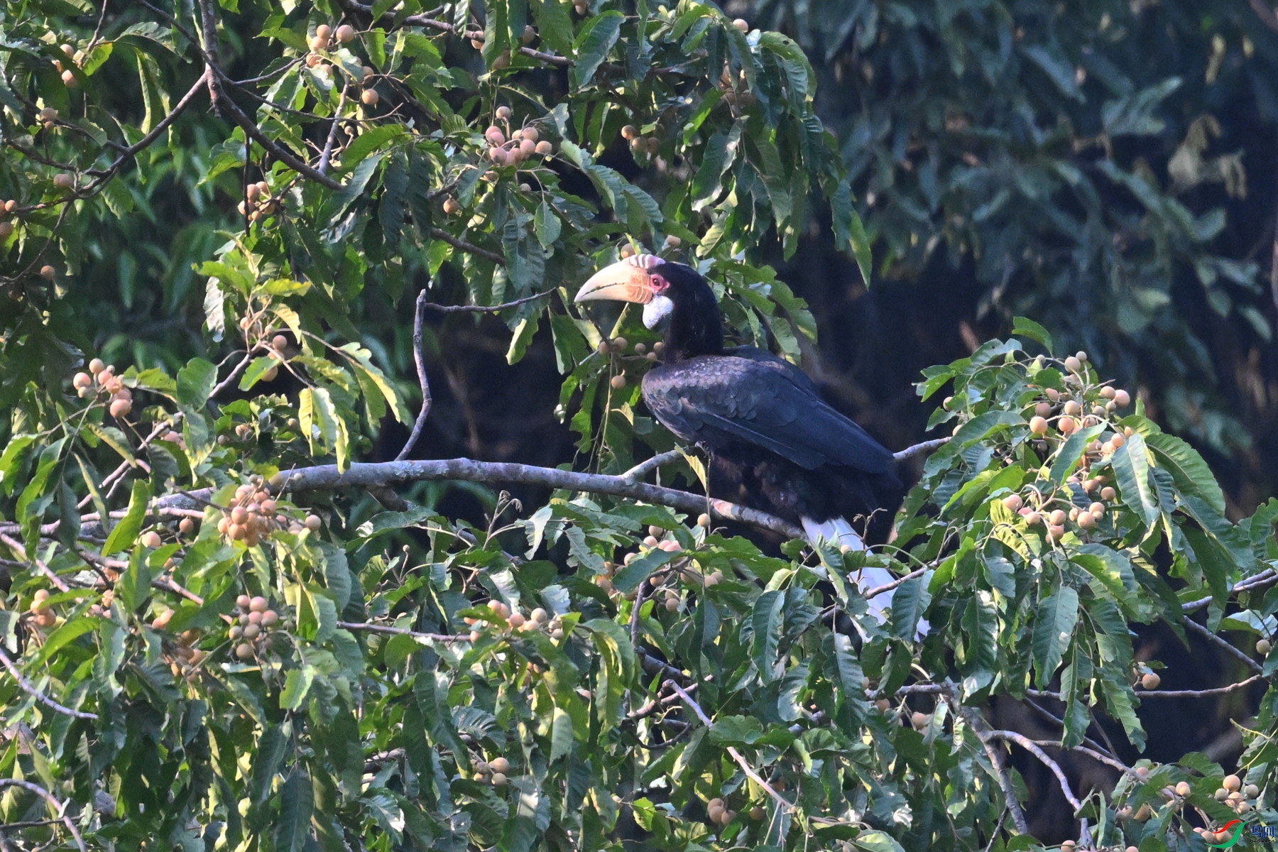 DSC_5223.JPG