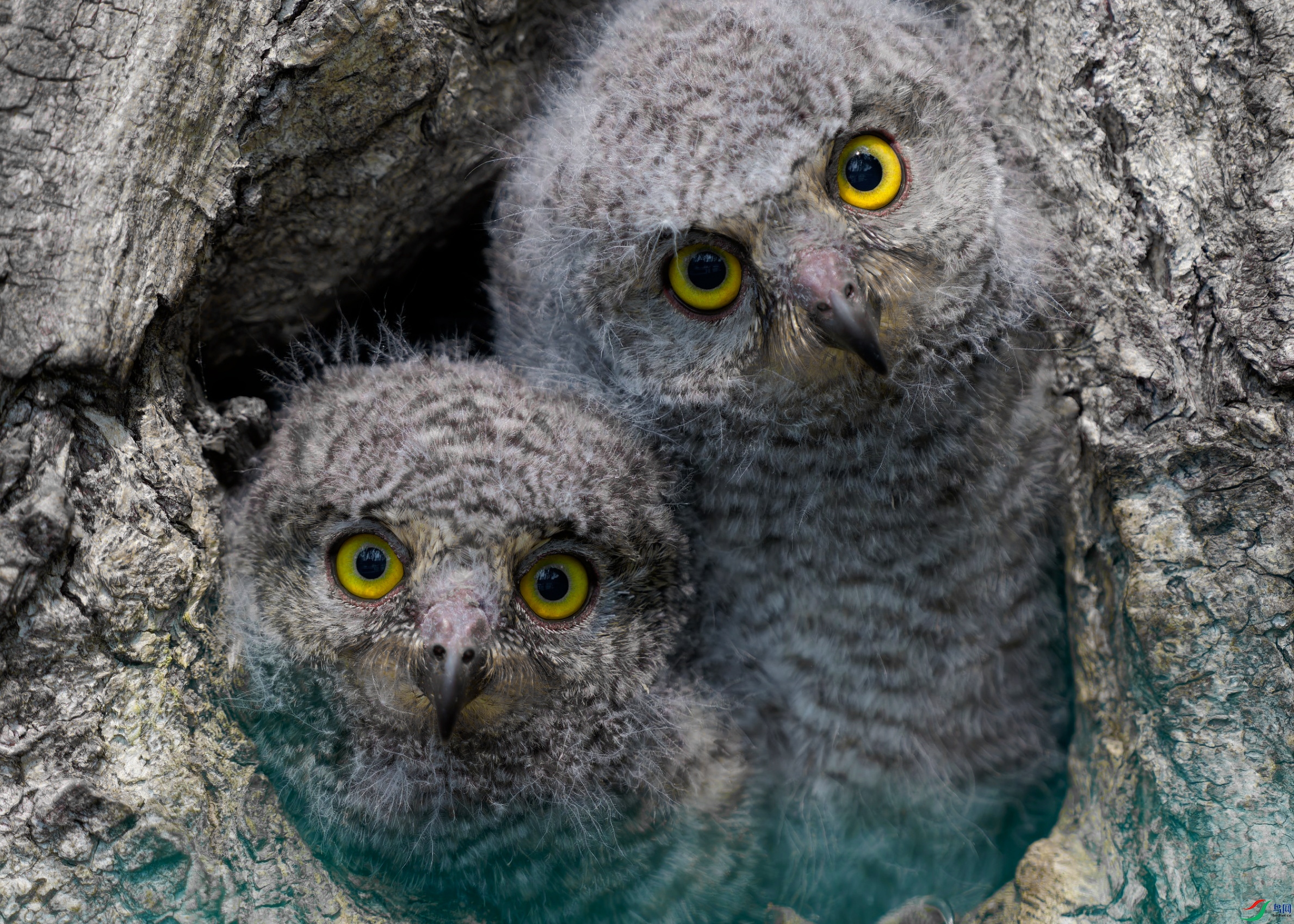 DSC09804-ARW_DxO_DeepPRIMEXD_polarr.jpeg