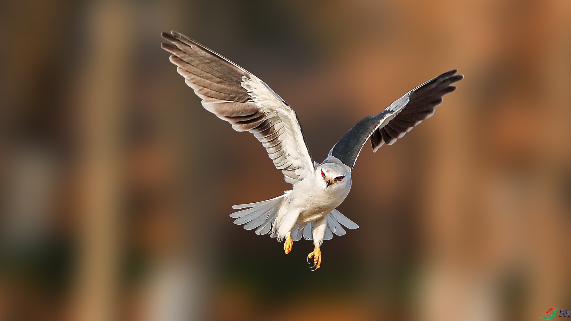 af43ee6634c4fcb8b37fbe781ca26e92-1.jpg