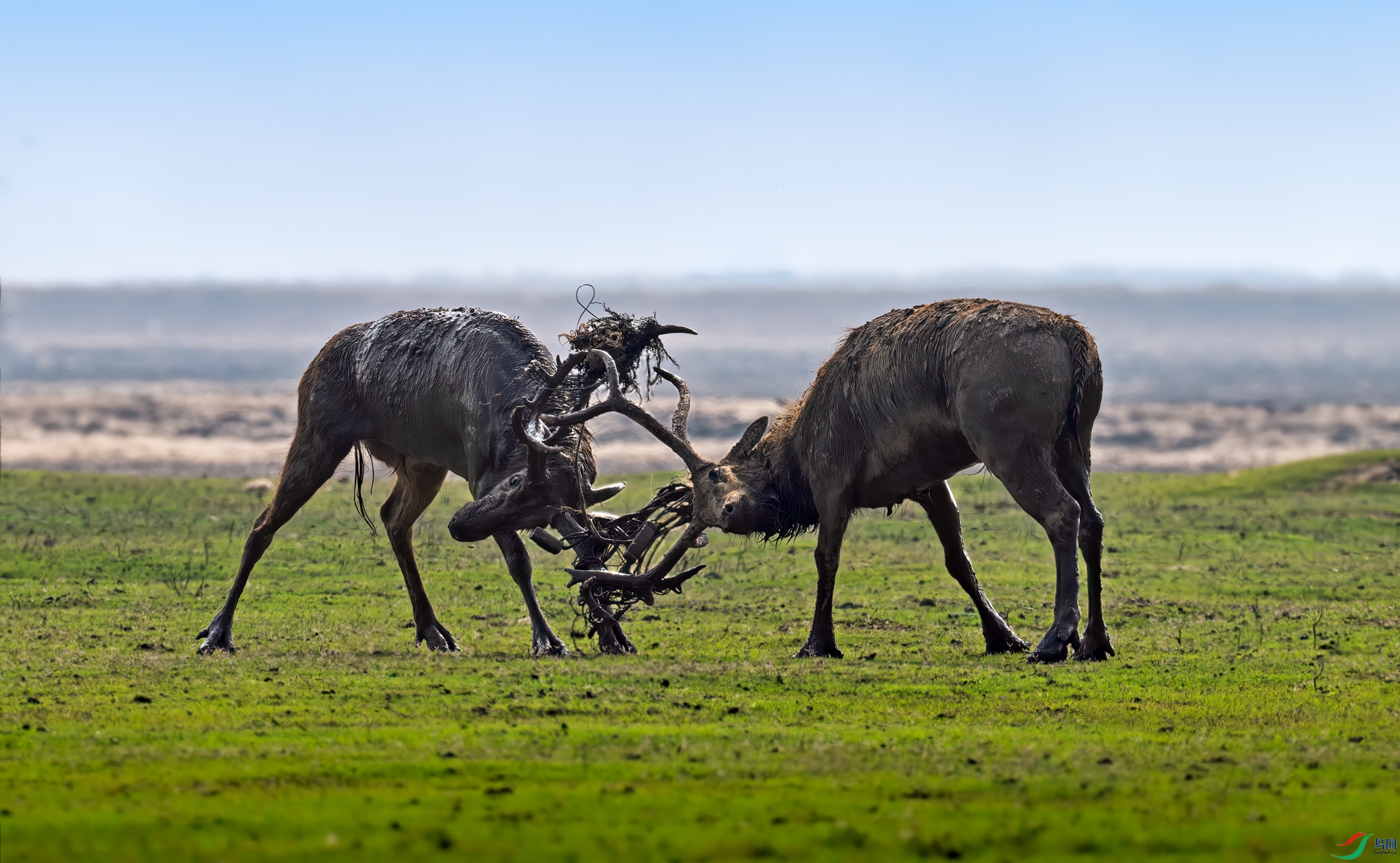 DSC_2107-1.jpg