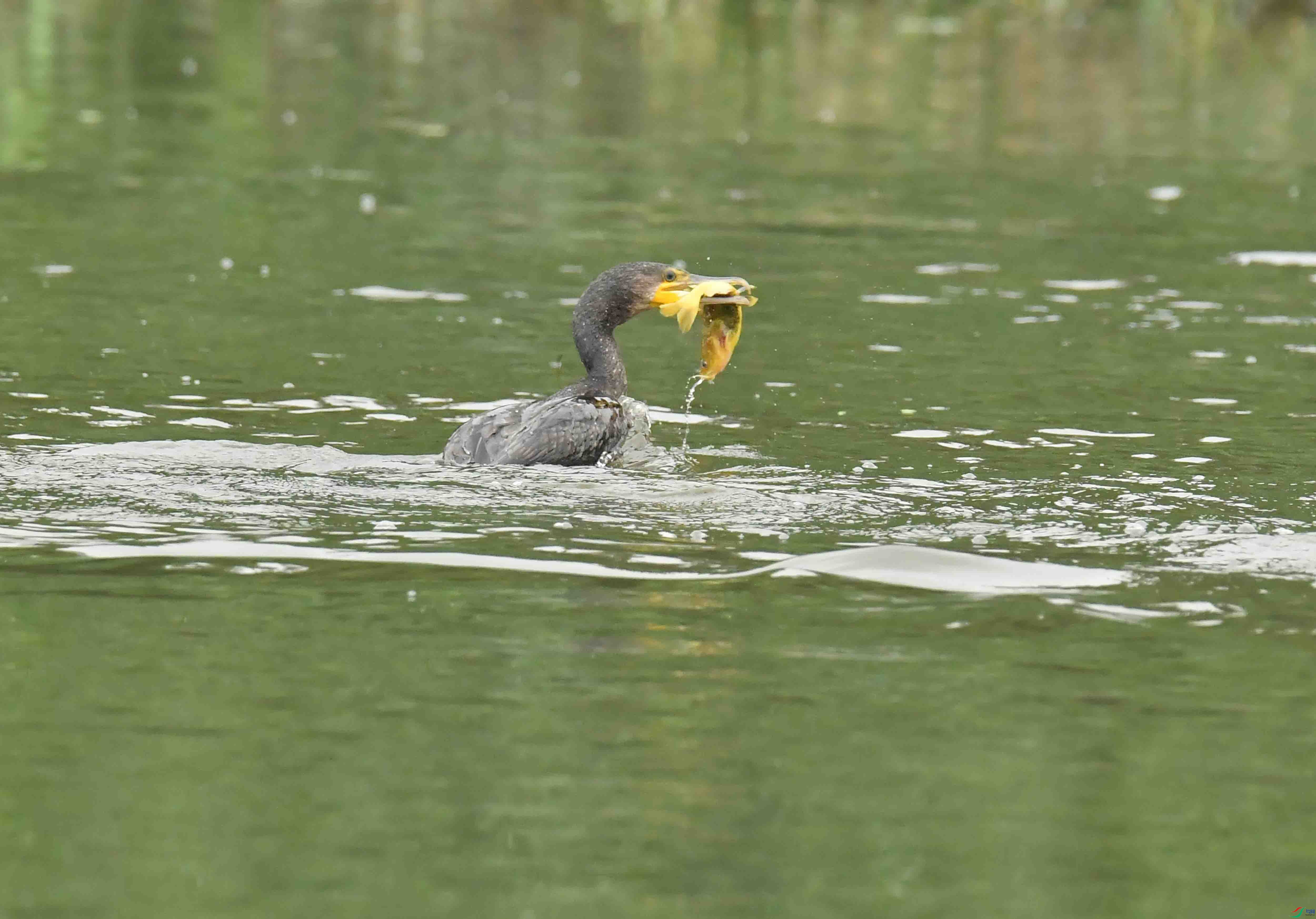 DSC_7138.JPG