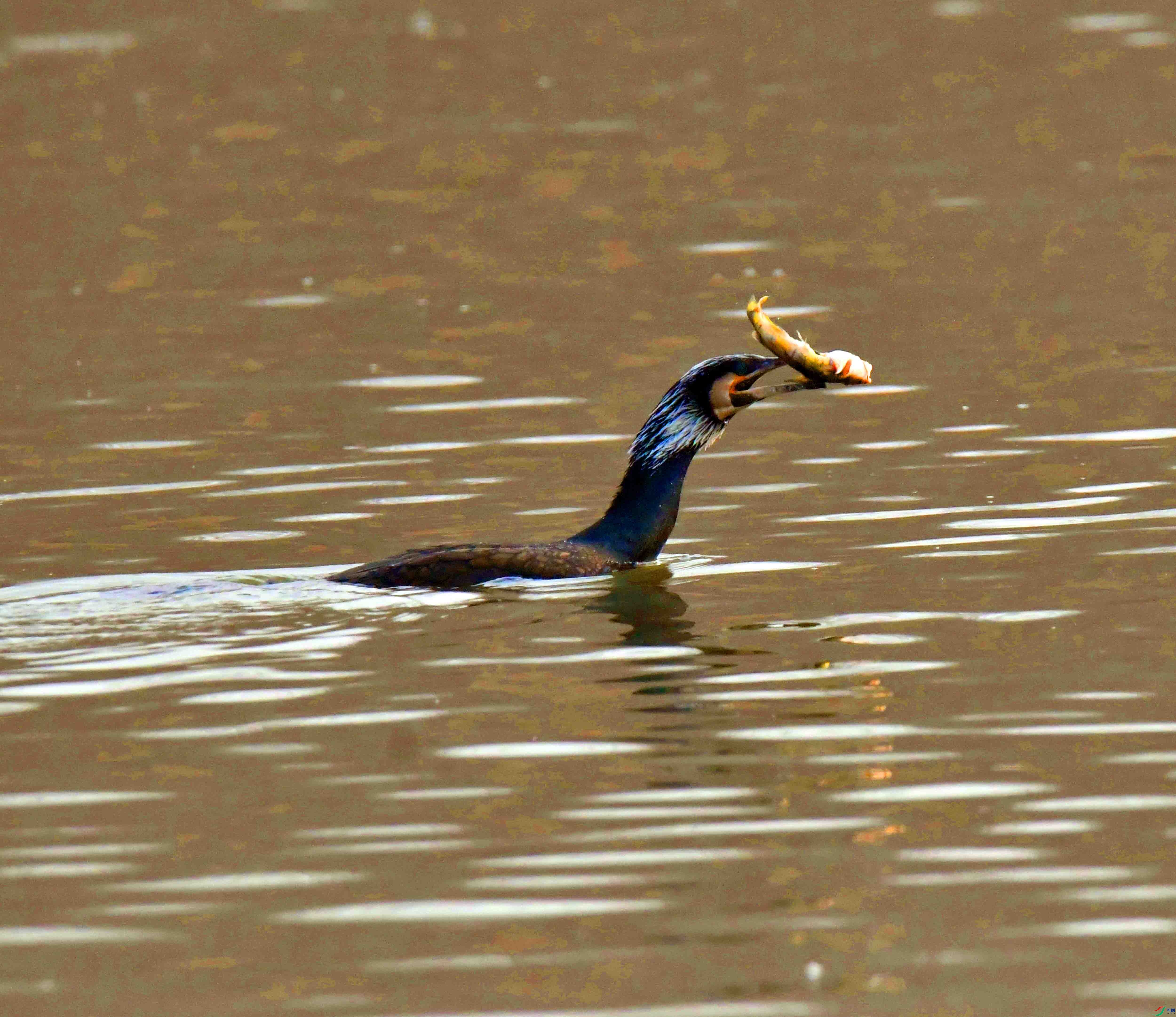 DSC_8958.JPG