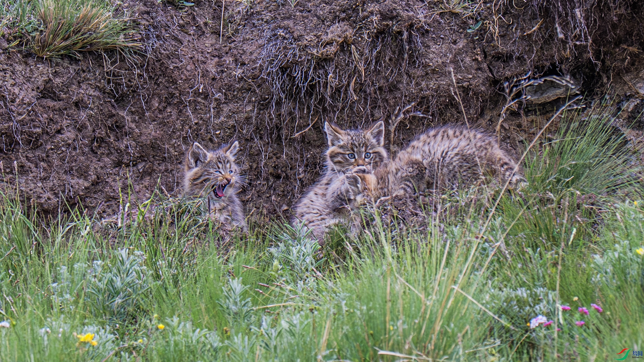 DSC_3224 ����.jpg