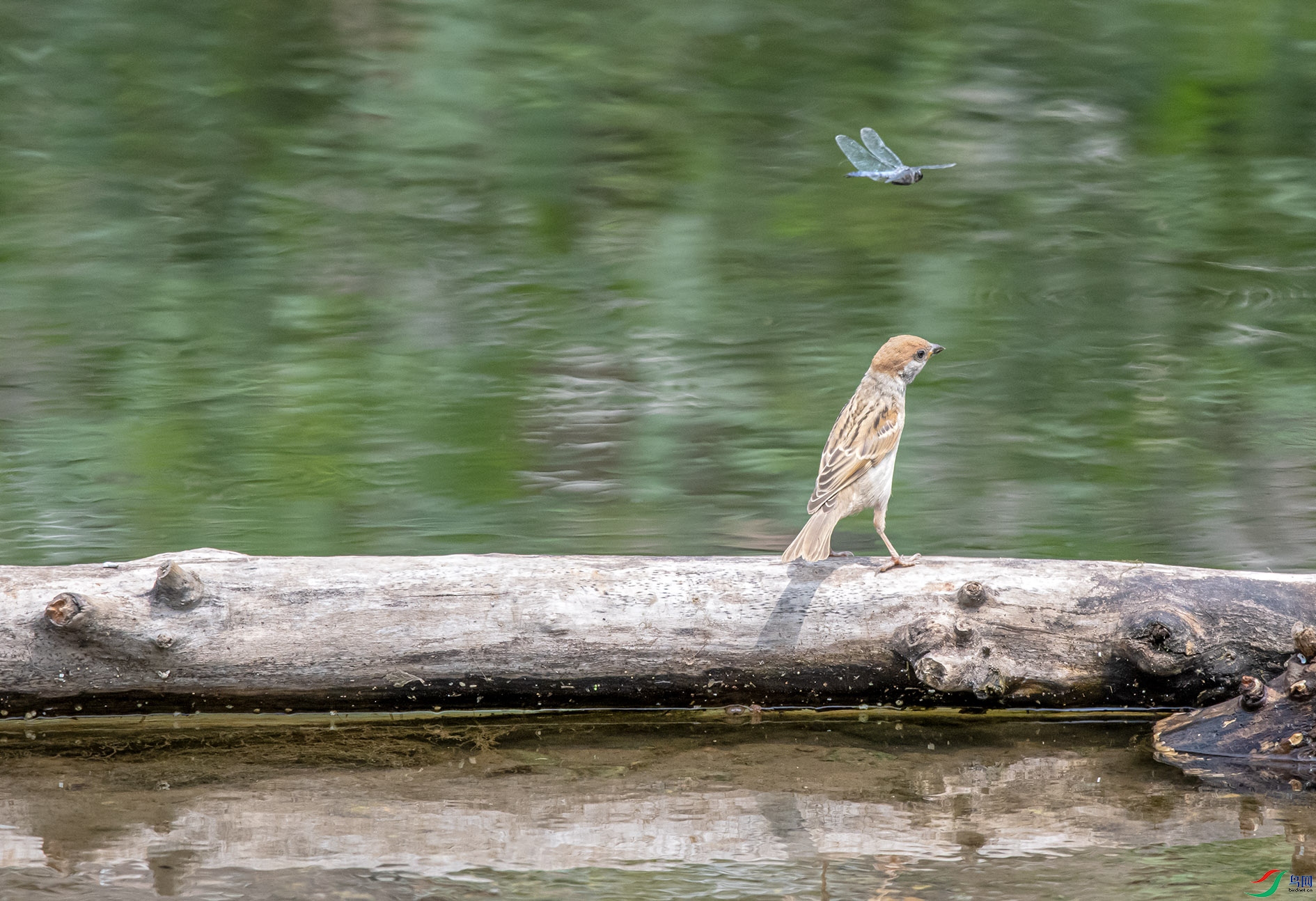 DSC_5625_��ͼ�� ����.jpg