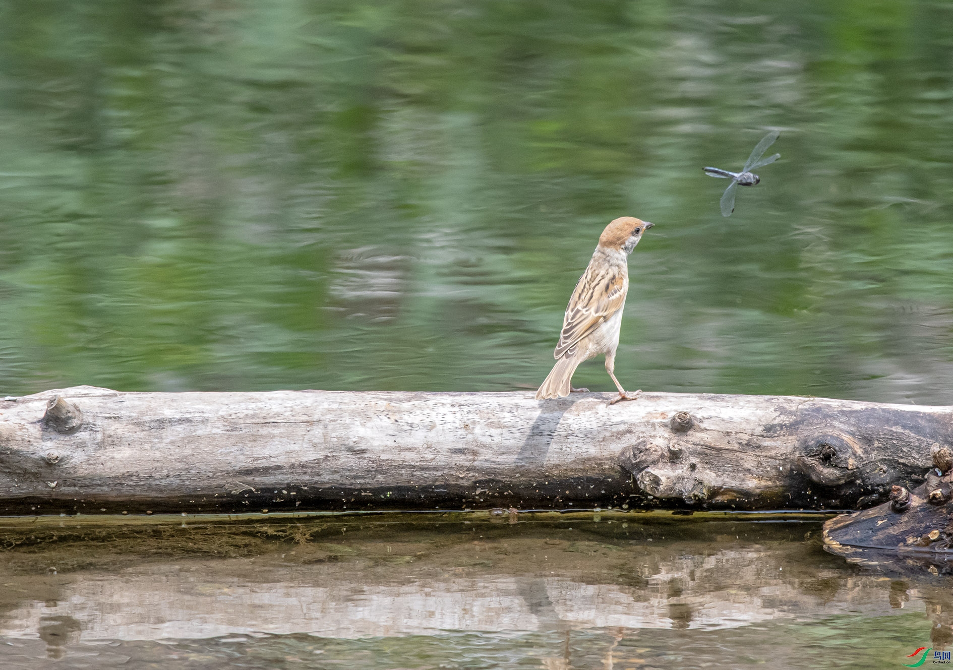 DSC_5624_��ͼ�� ����.jpg