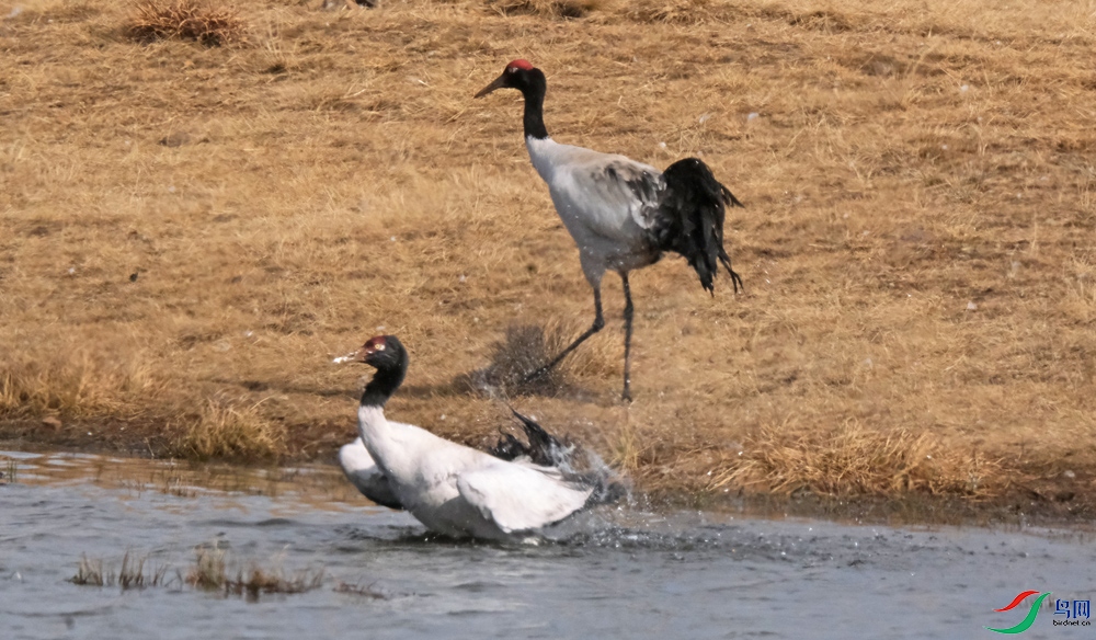 DSCF6466.1.jpg