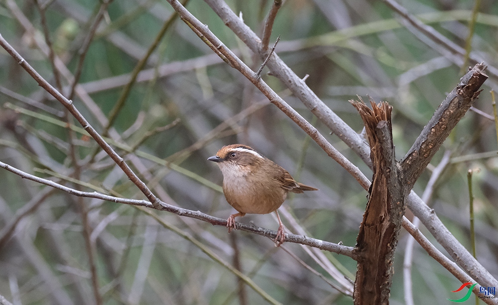 DSCF5268.1.jpg