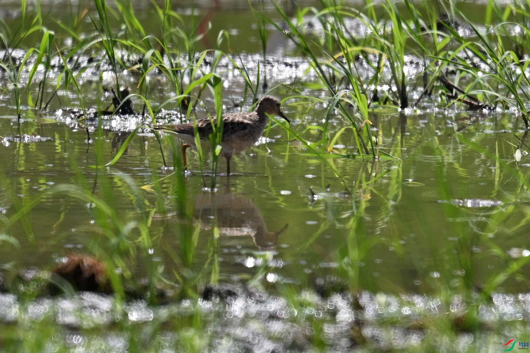DSC_4678.JPG