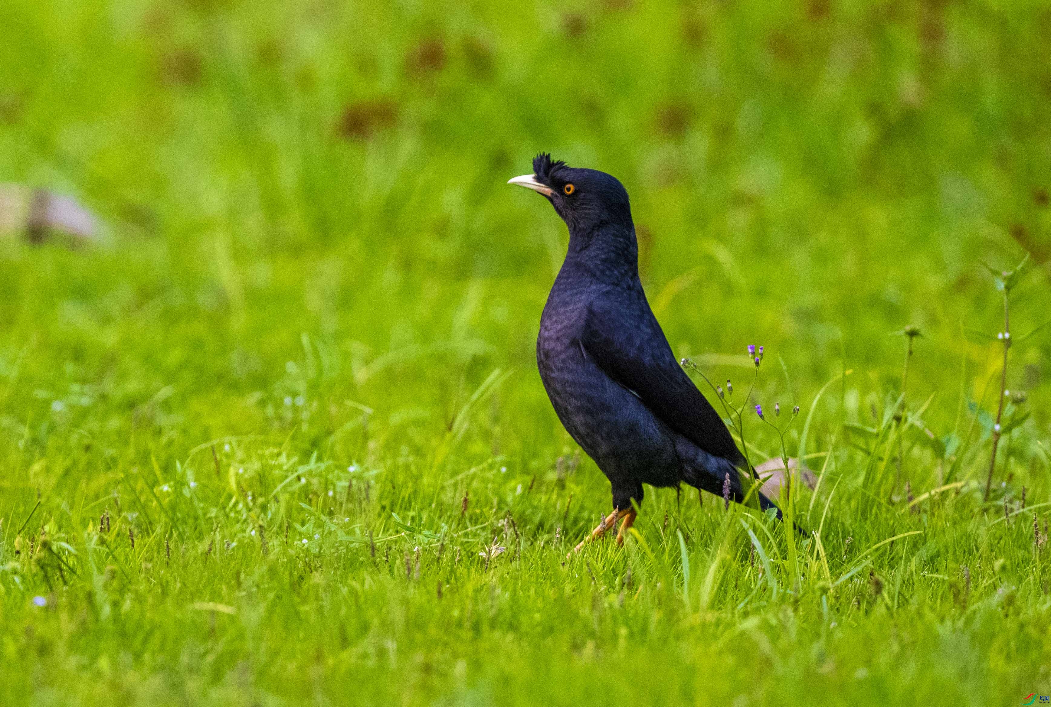DSC_2045.jpg
