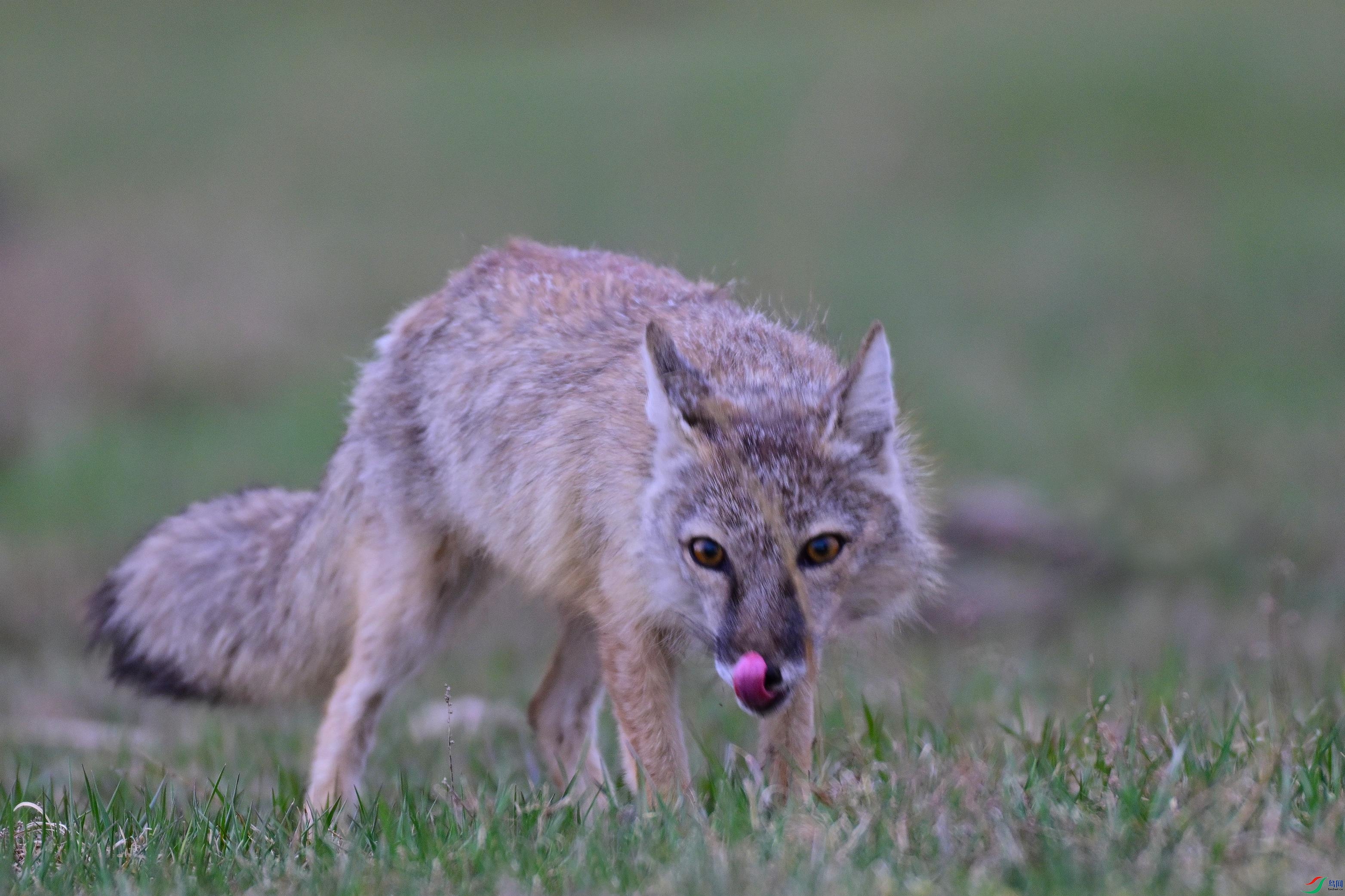 DSC_0862.JPG