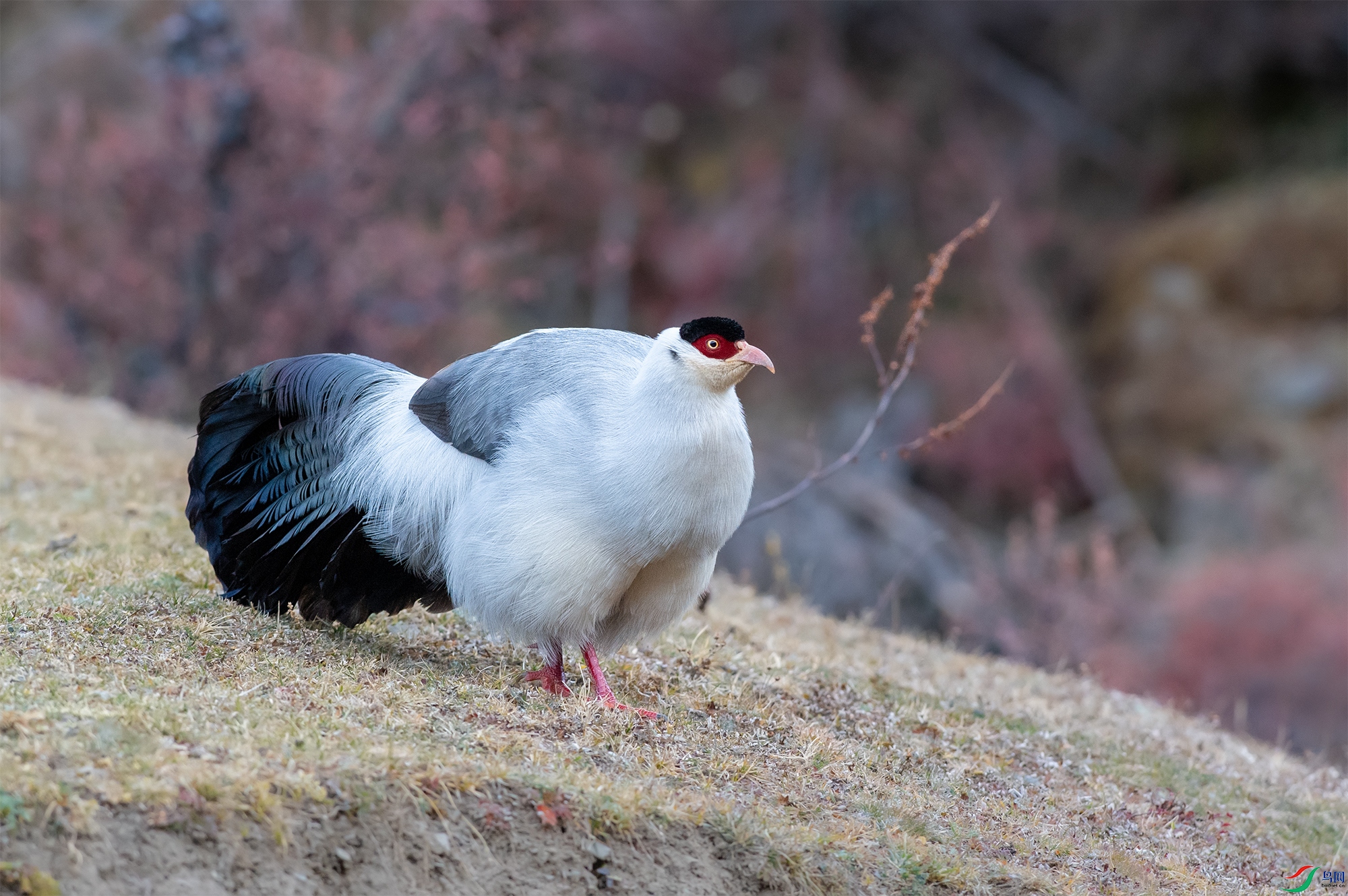 DSC_8078-11.jpg