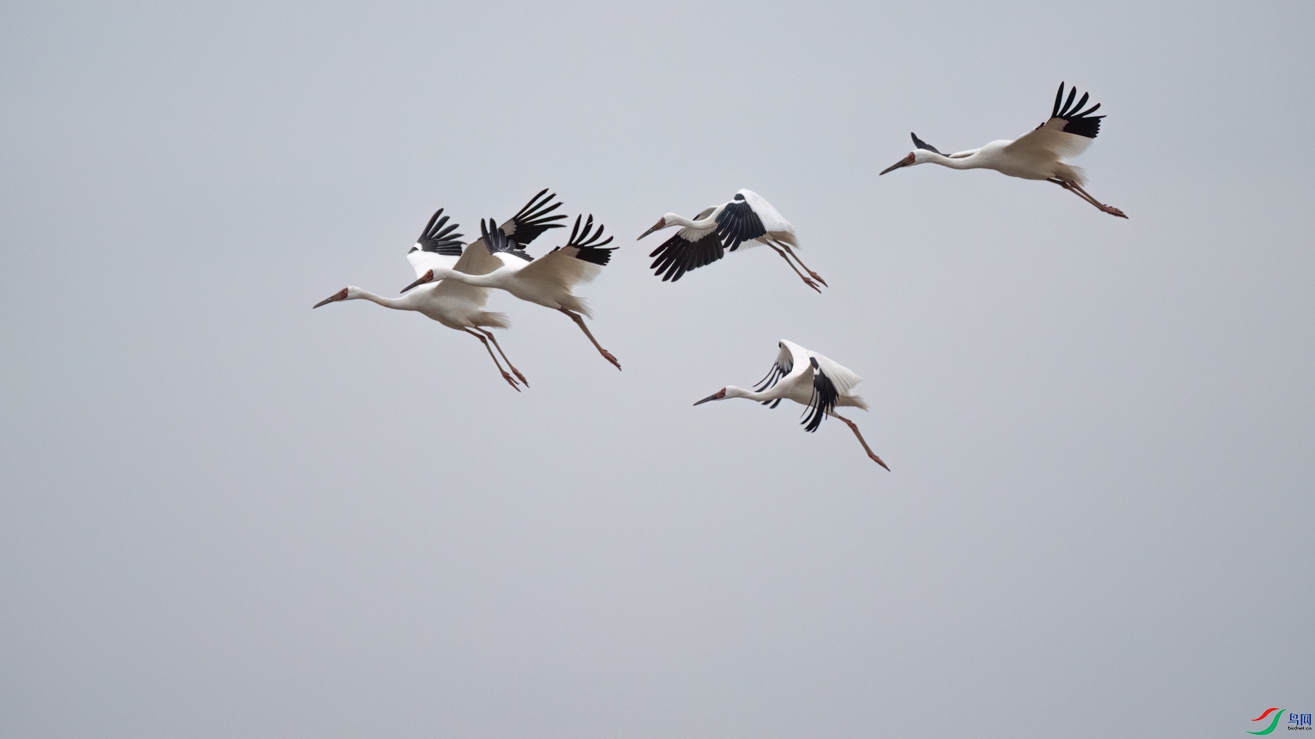 DSC_9556sen2026-2-27-61-�༭.jpg